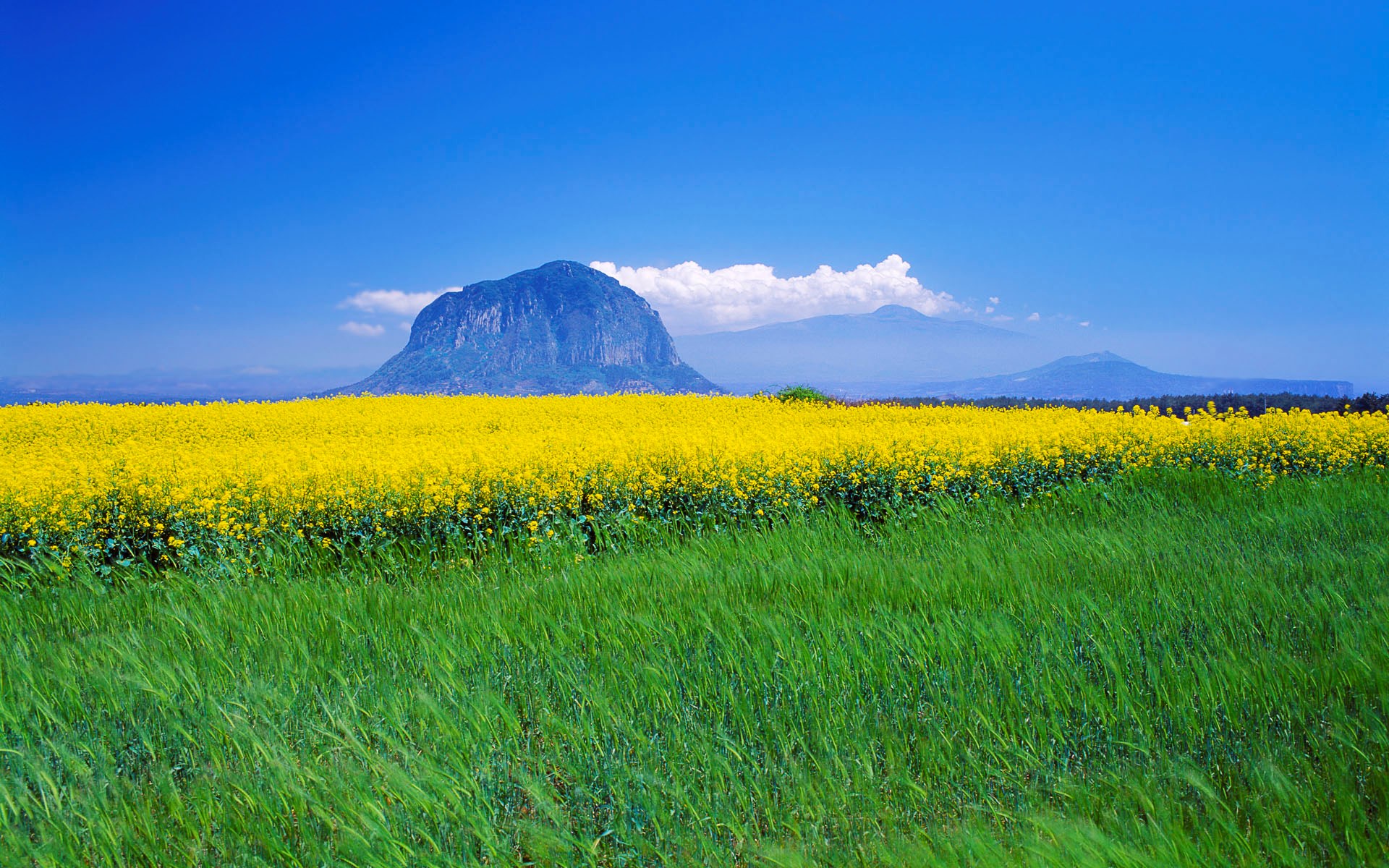 Yellow flowers and green grass with mountains under blue sky HD Wallpaper