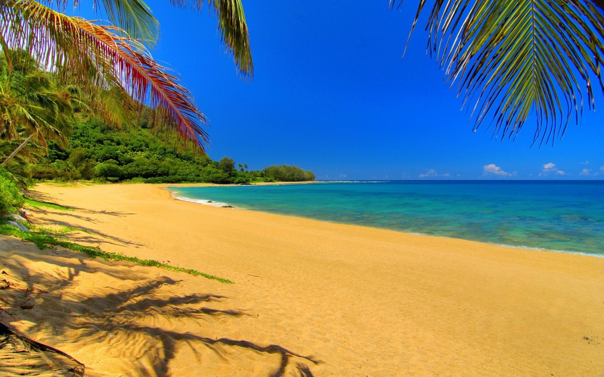 Tropical beach with palm trees and turquoise ocean HD Wallpaper