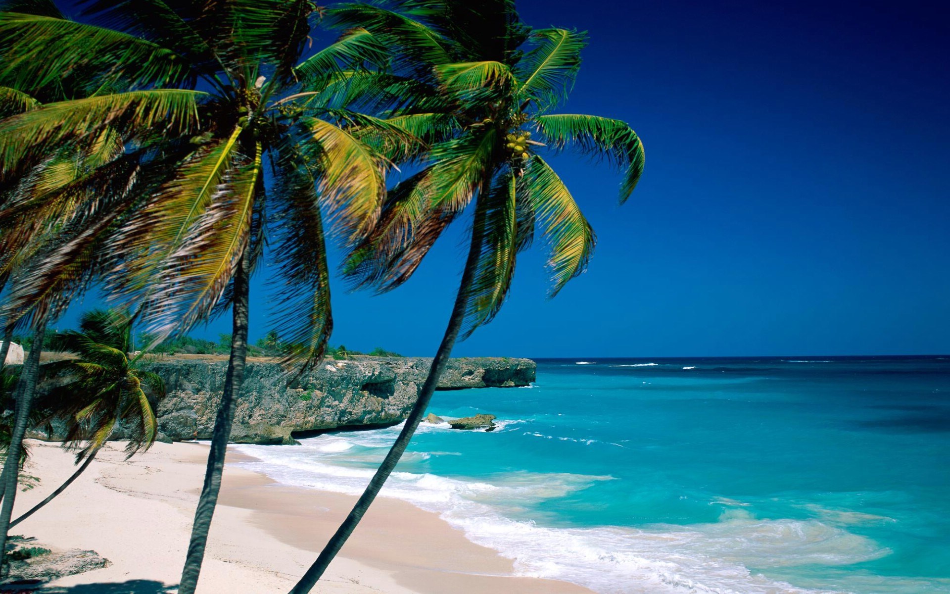 Palm trees on a tropical beach with turquoise water HD Wallpaper