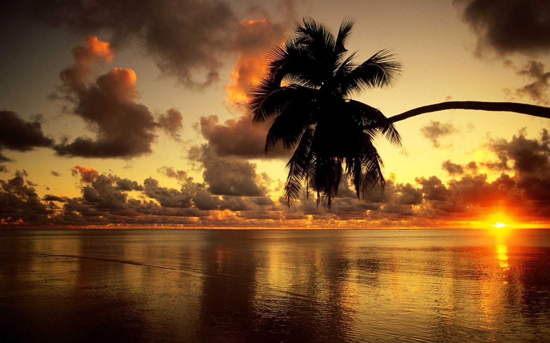 Palm tree silhouette over ocean at sunset HD Wallpaper