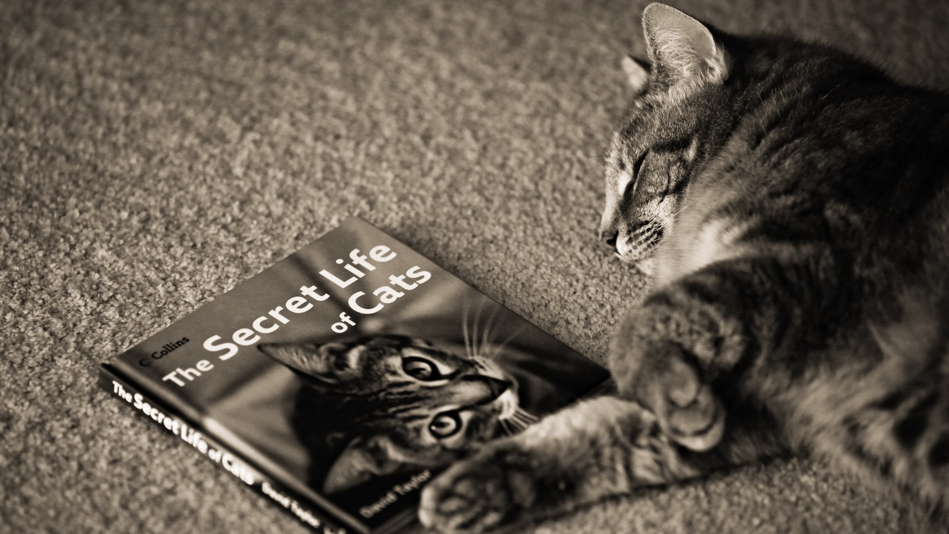 The Secret Life of Cats book with a sleeping cat HD Wallpaper