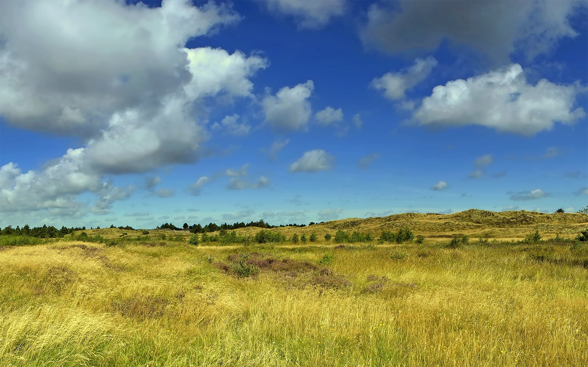 Grassy dunes under a cloudy blue sky HD Wallpaper