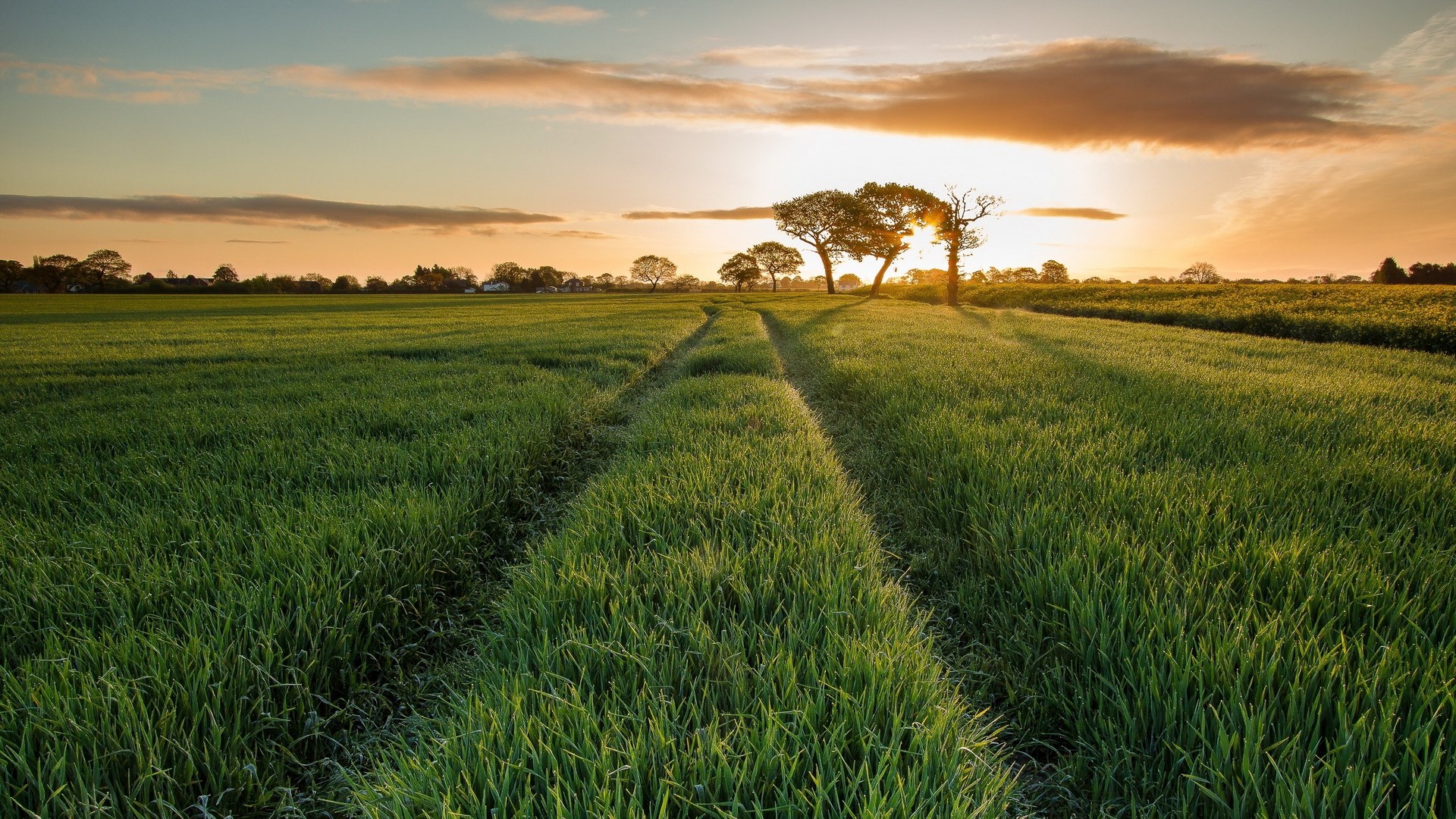 Sunset over a green field with trees and a path HD Wallpaper