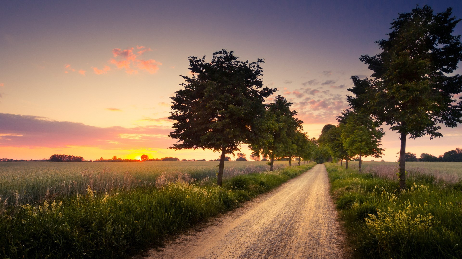 Dirt road lined with trees at sunset HD Wallpaper