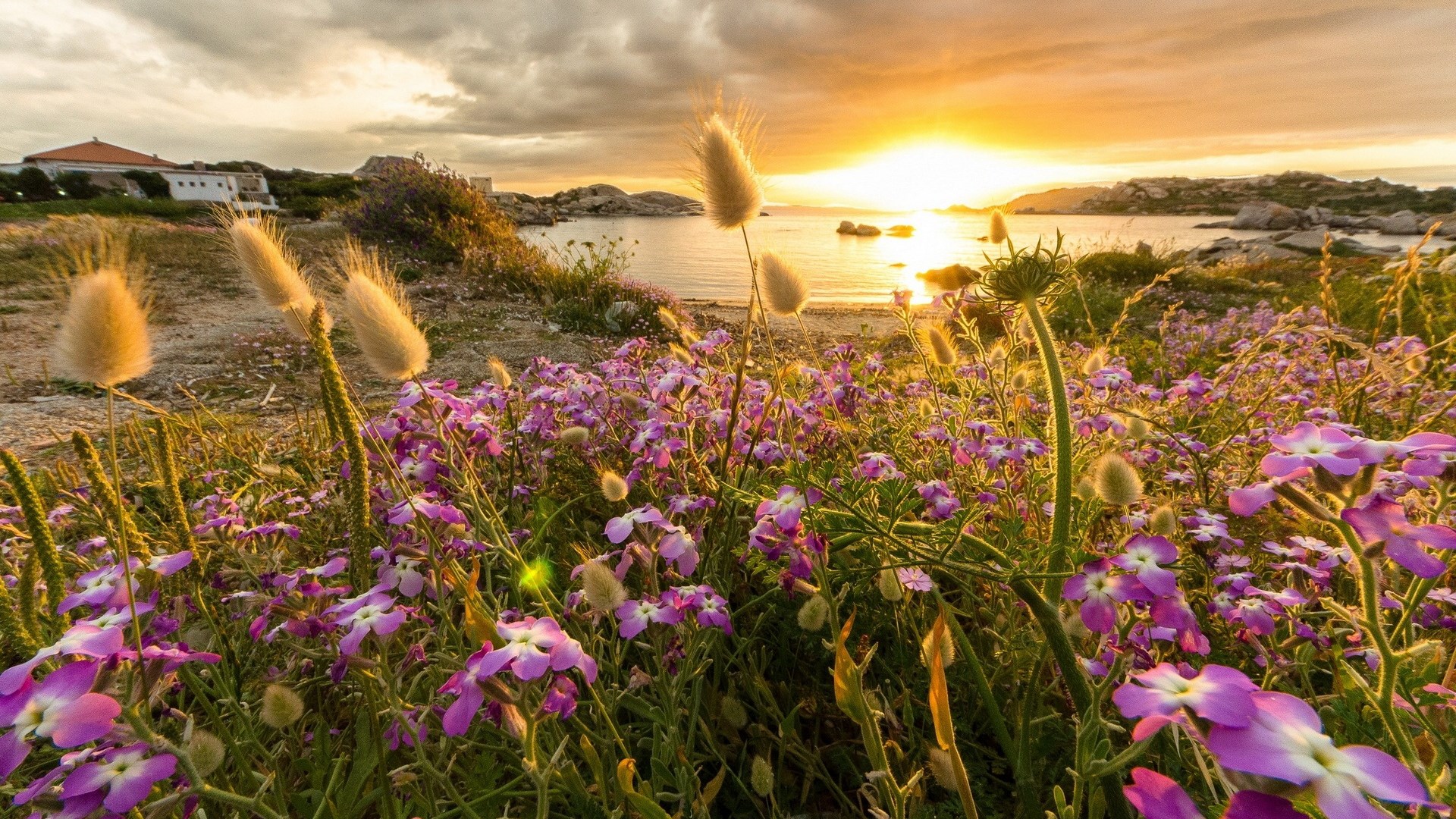 Wildflowers on a beach at sunset HD Wallpaper