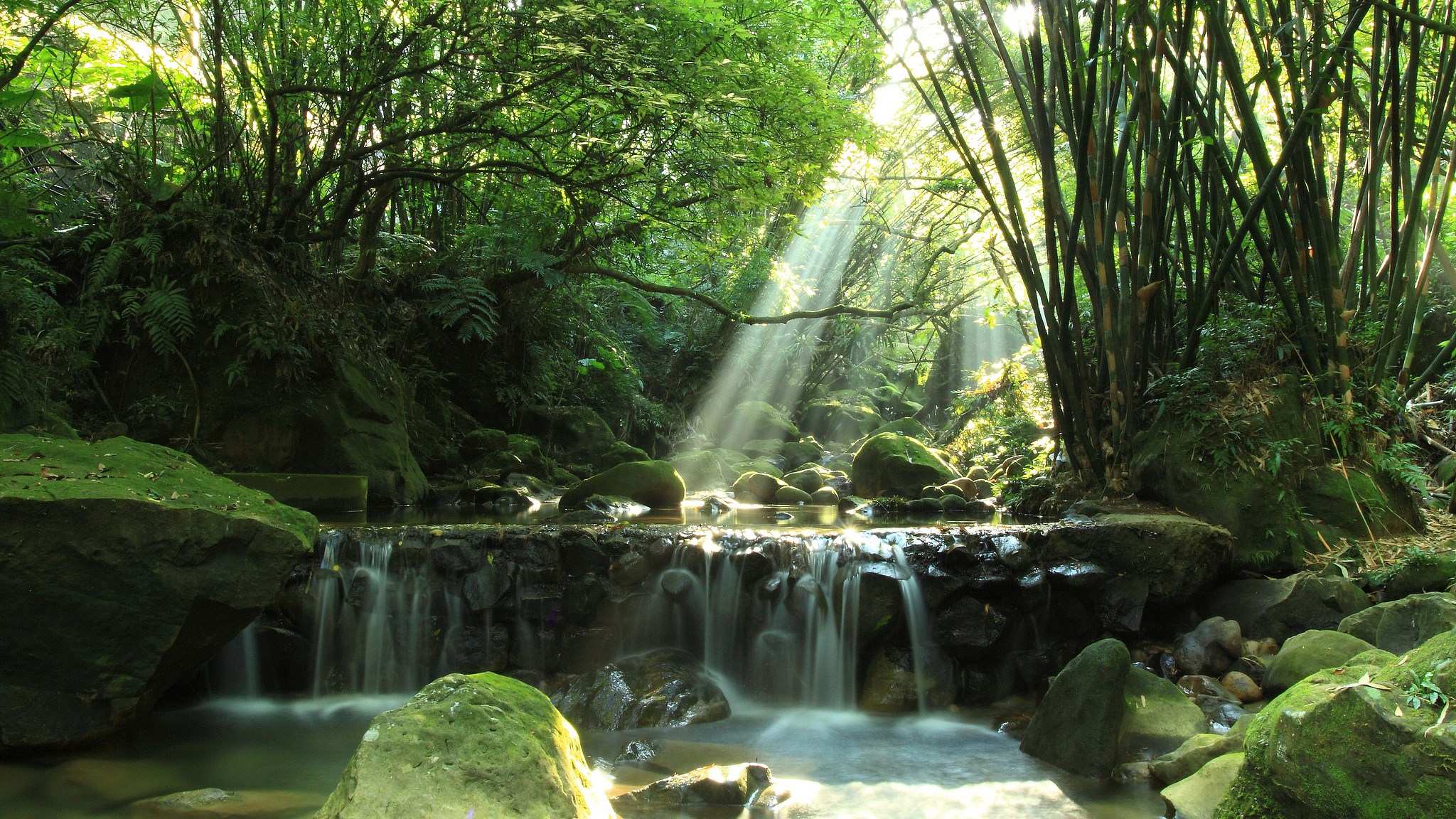 Sunlight streams through a bamboo forest onto a waterfall. HD Wallpaper
