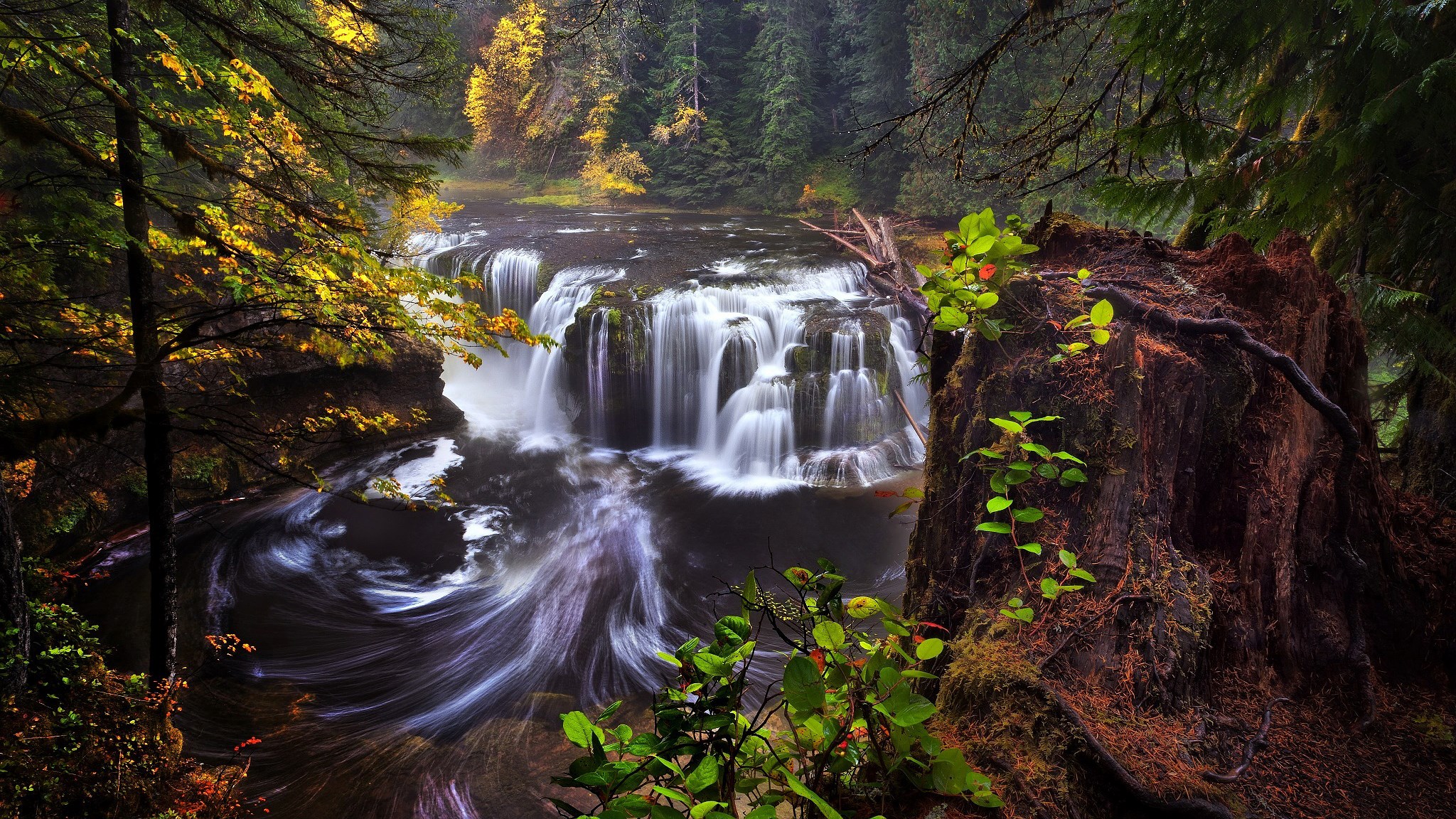 Waterfall in a forest with a large tree stump HD Wallpaper