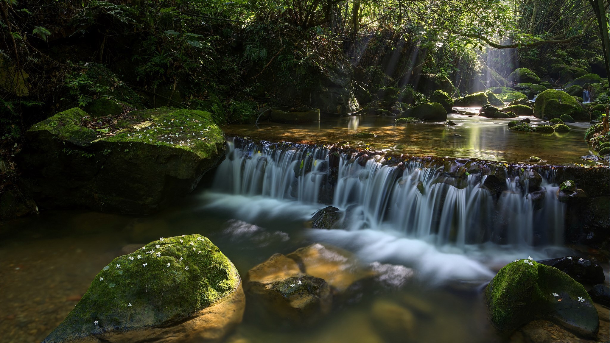 Sunlight streams through a forest onto a mossy stream and waterfall HD Wallpaper
