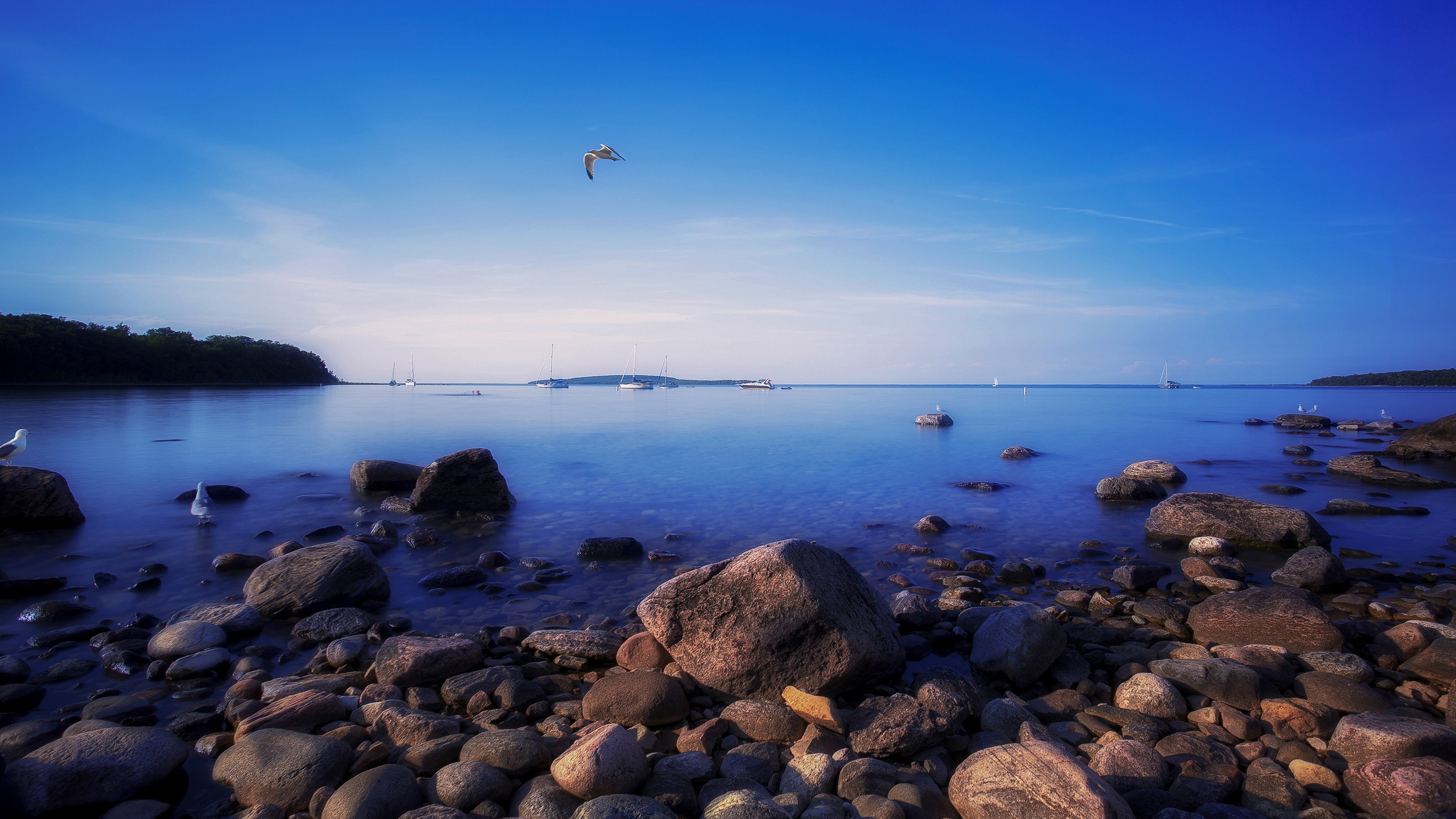 Seagull flying over rocky shore and sailboats HD Wallpaper