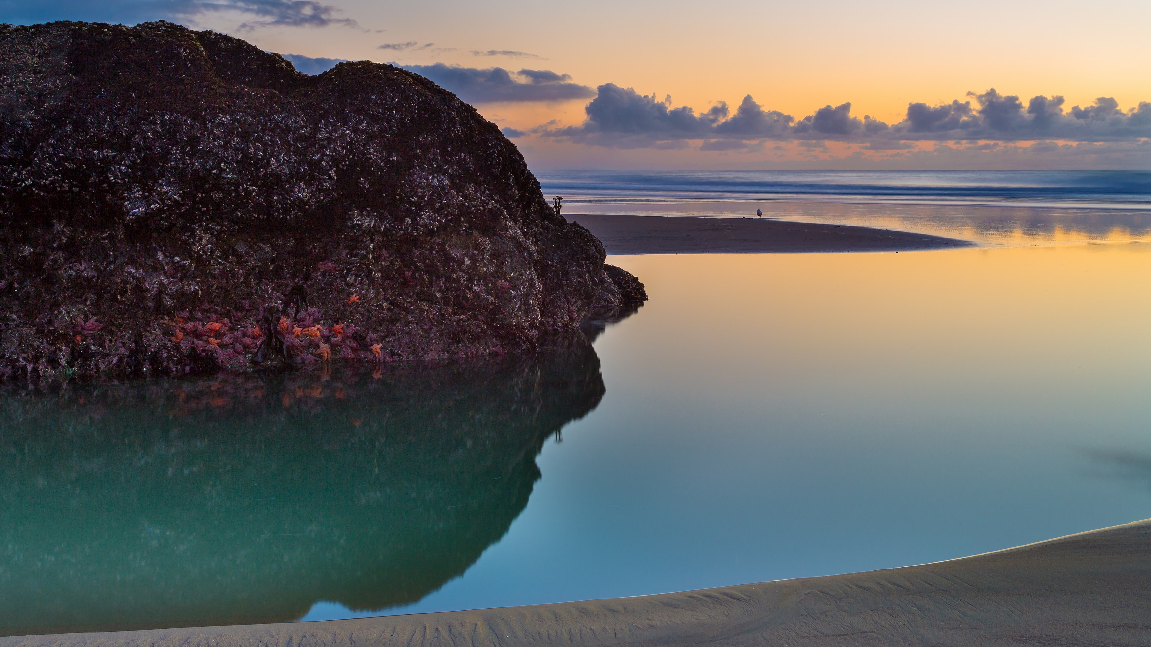 Starfish on a rock at sunset with calm water HD Wallpaper