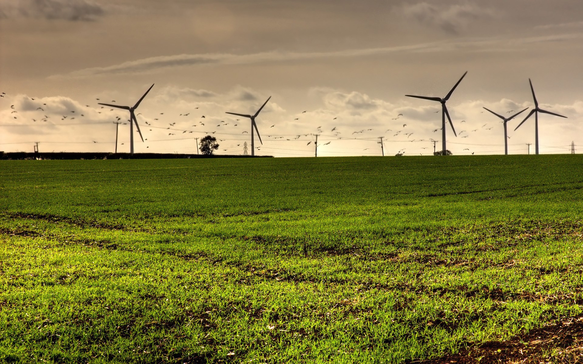 Wind turbines in a field with birds flying HD Wallpaper