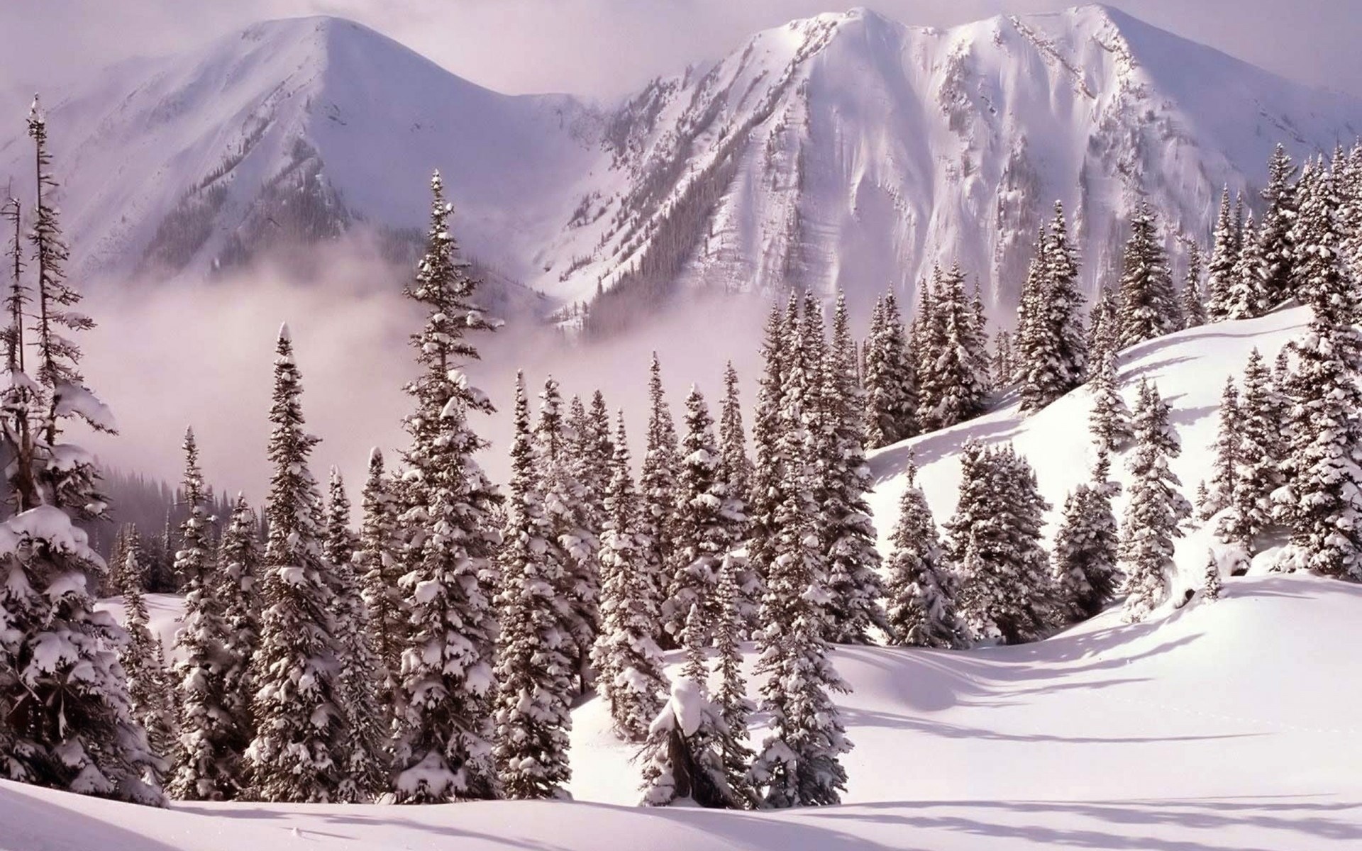 Snowy mountain landscape with pine trees HD Wallpaper