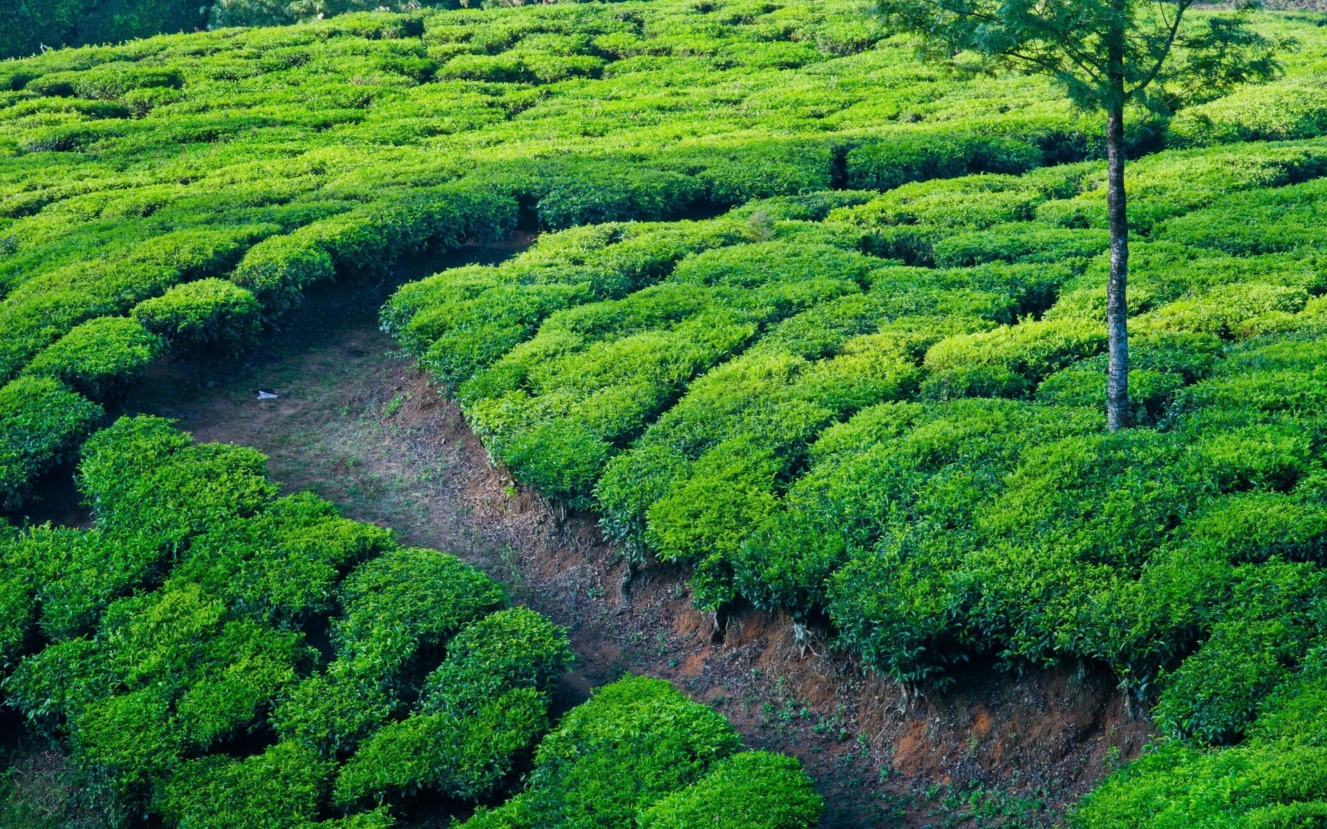 Rolling green tea plantation with a single tree HD Wallpaper
