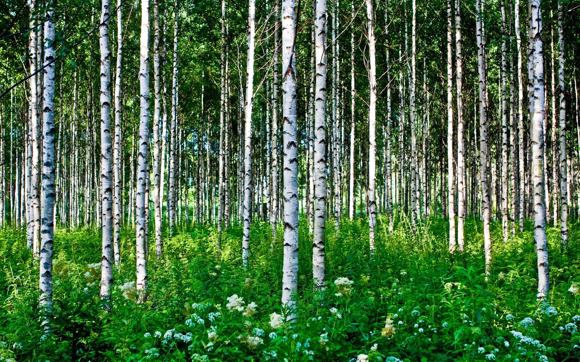 Birch forest with green undergrowth and white flowers HD Wallpaper