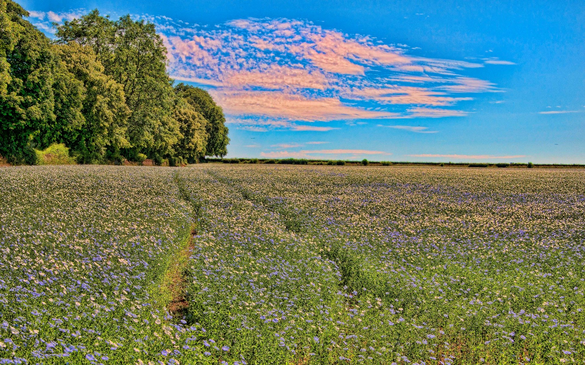Field of flowers with trees and sky HD Wallpaper
