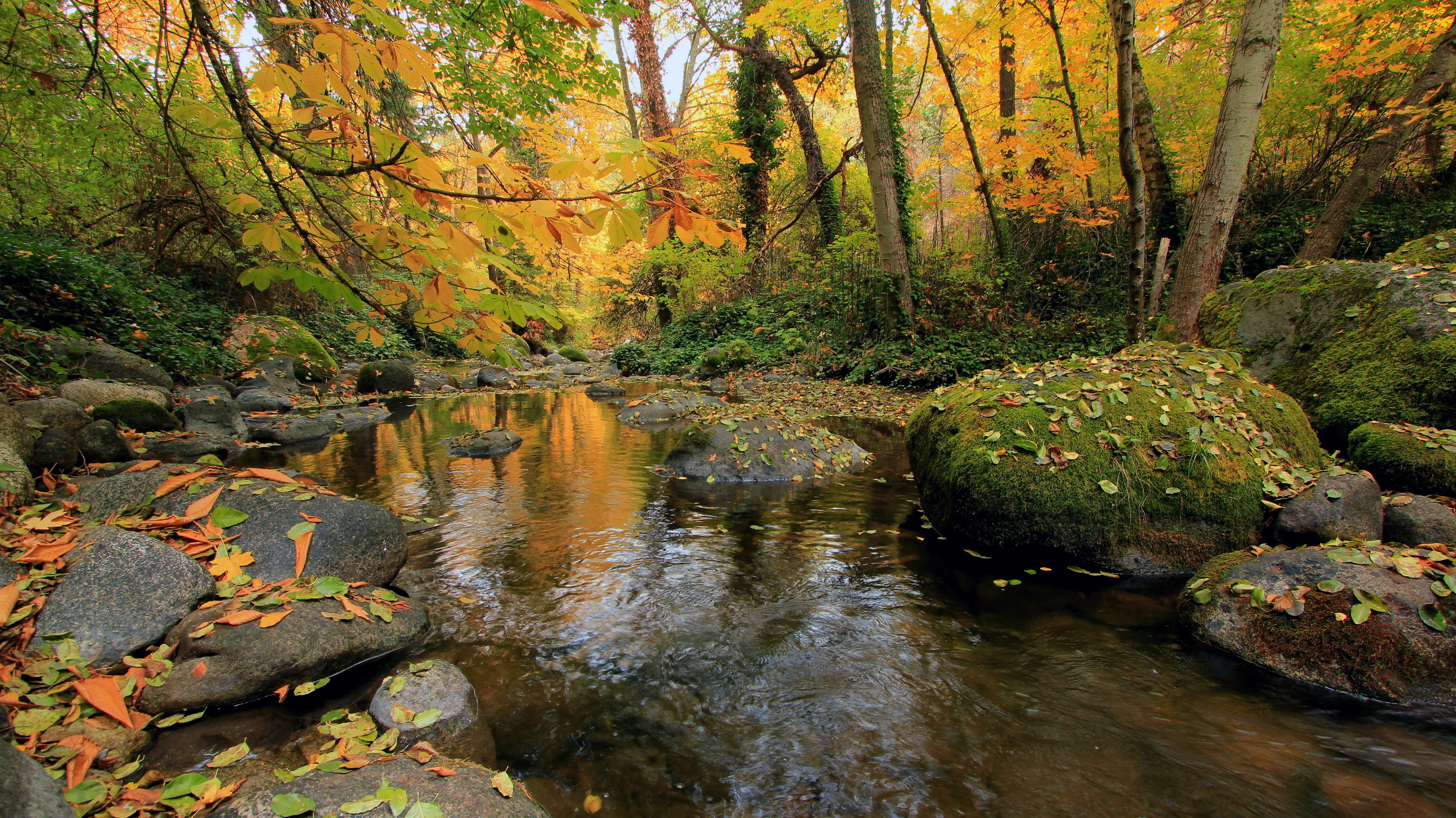 Autumn forest stream with colorful leaves and rocks HD Wallpaper