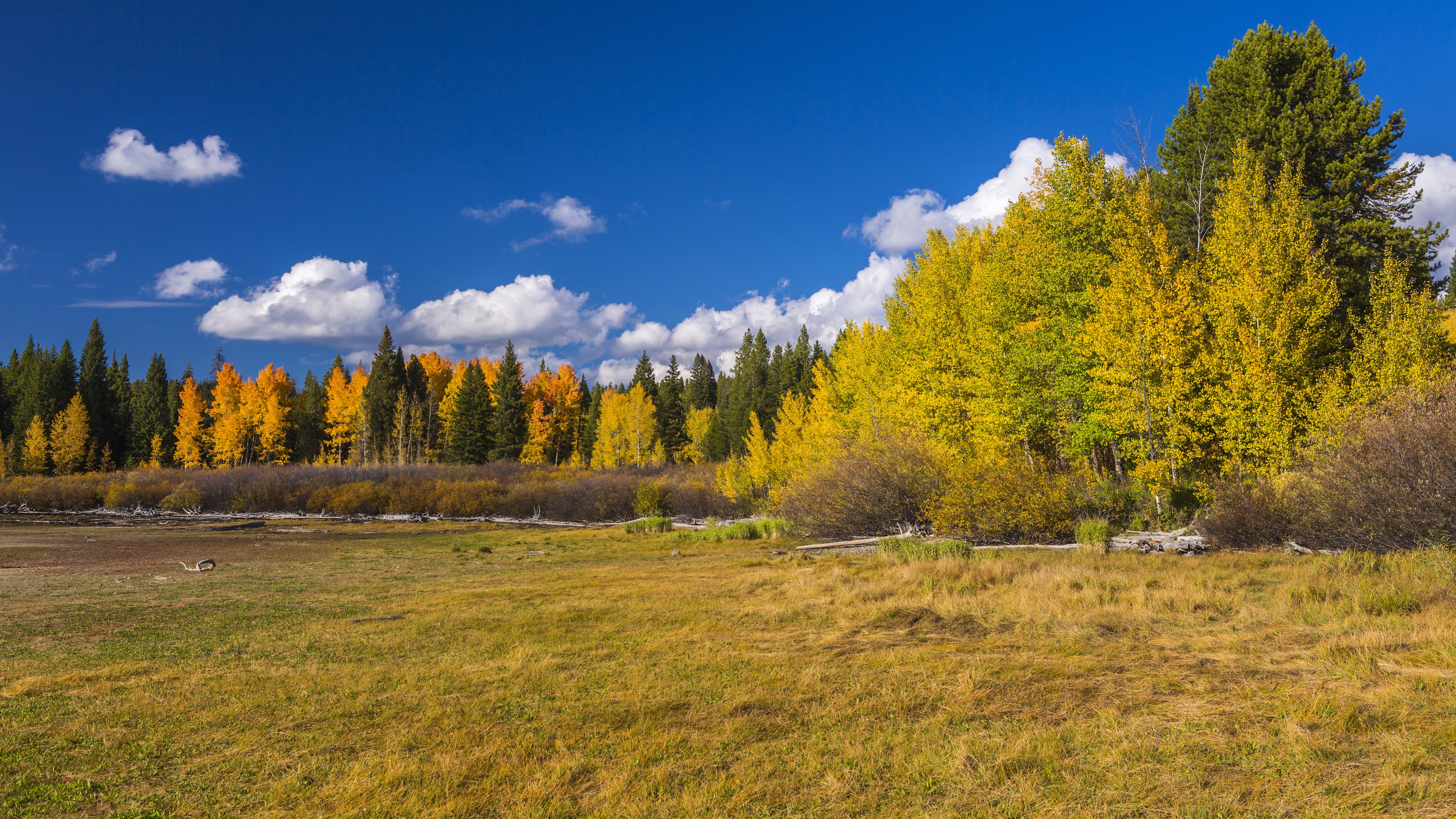 Autumn trees in a meadow under a blue sky HD Wallpaper