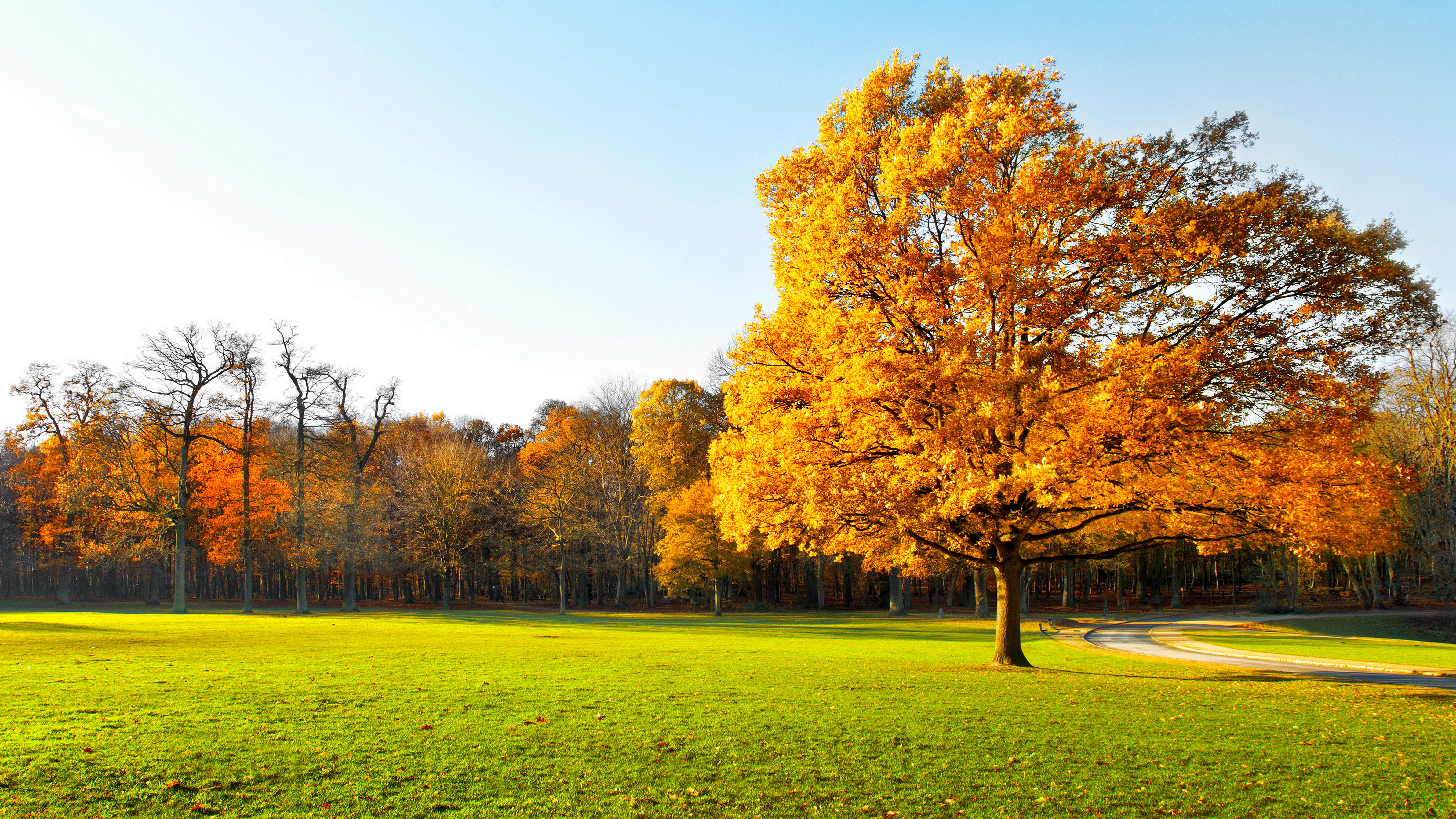 Autumn tree in a park with a path HD Wallpaper