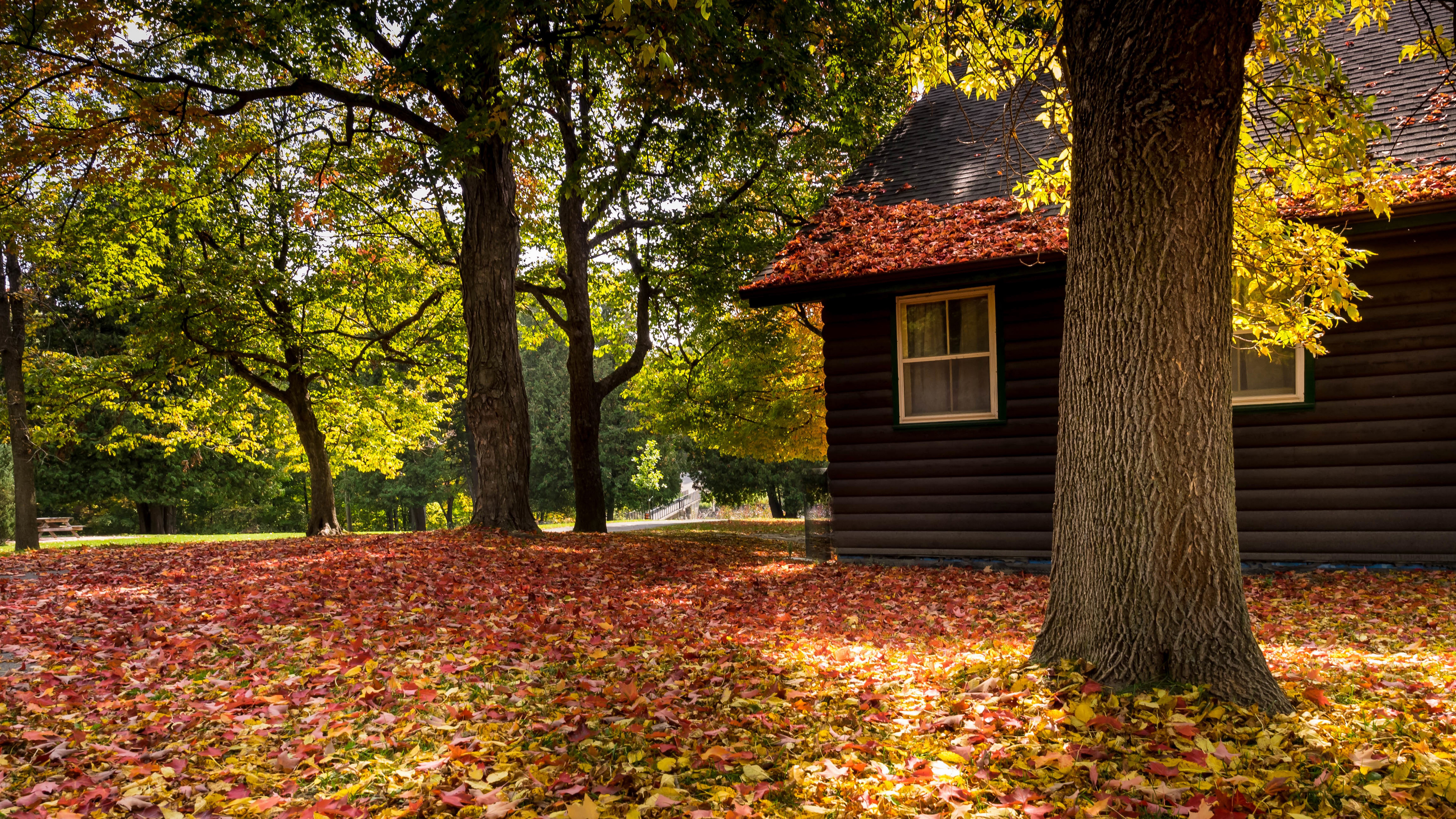 Log cabin in autumn park with fallen leaves HD Wallpaper