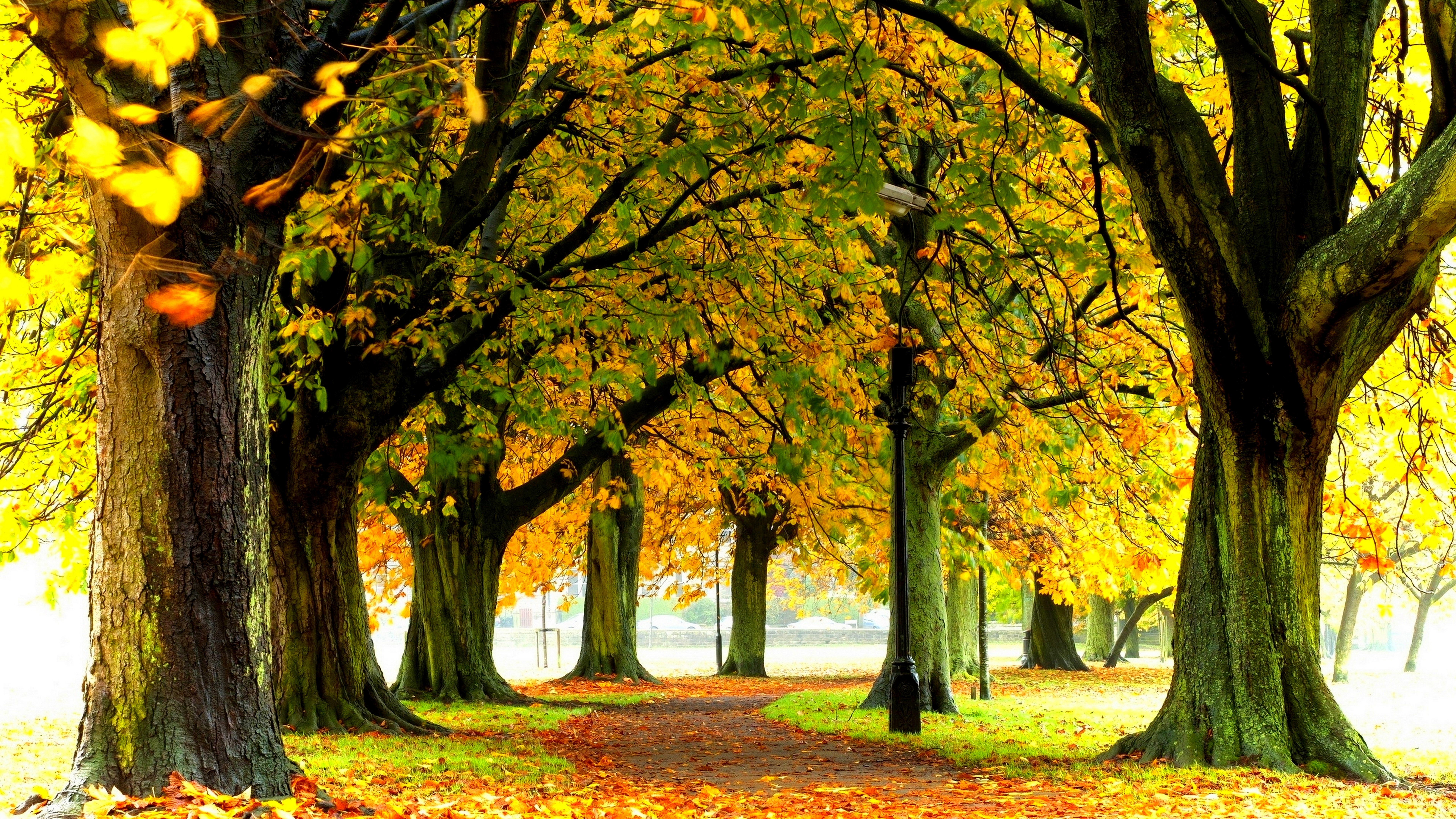 Autumn park pathway lined with trees and fallen leaves HD Wallpaper