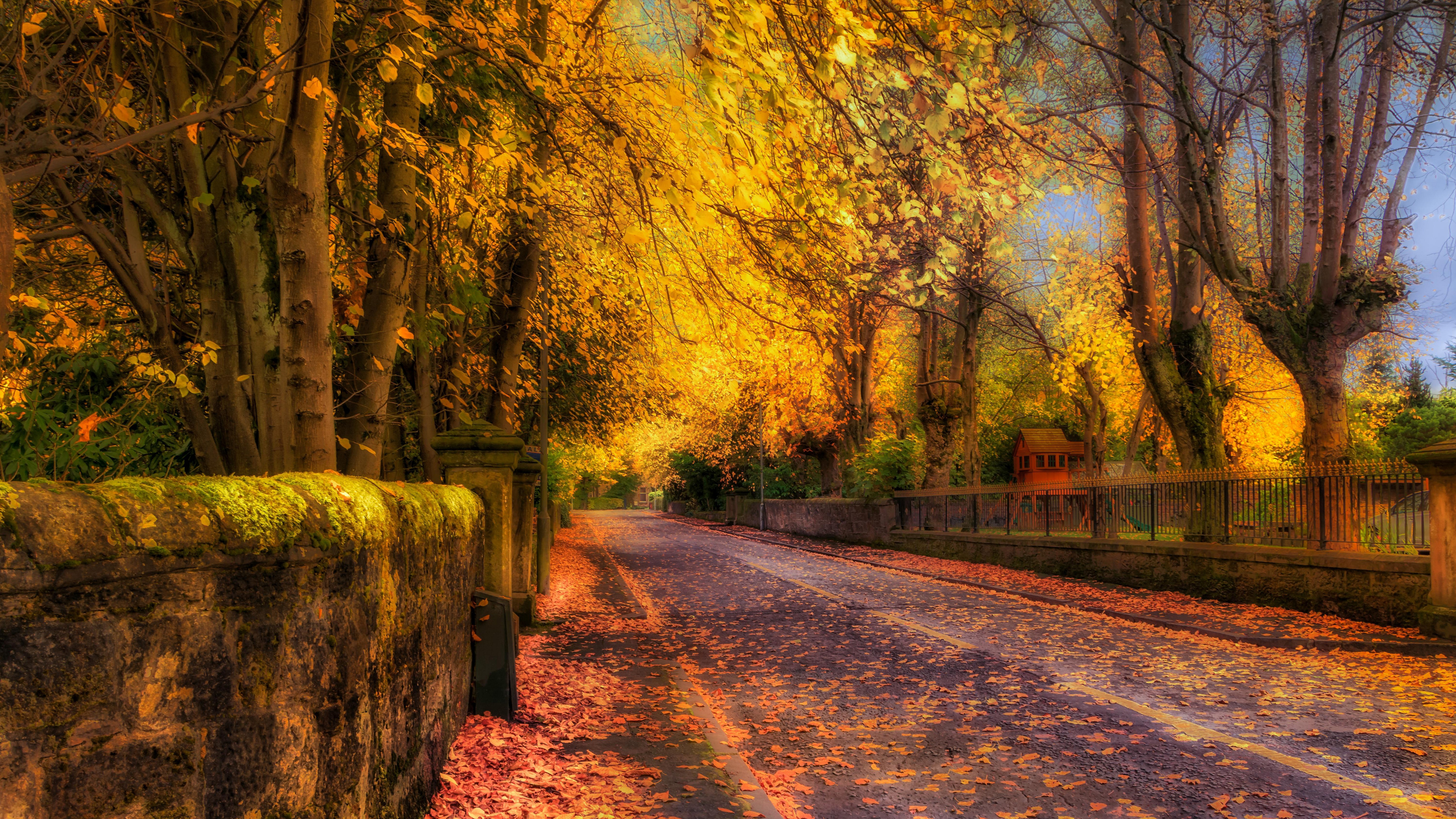 Autumn road lined with trees and fallen leaves HD Wallpaper