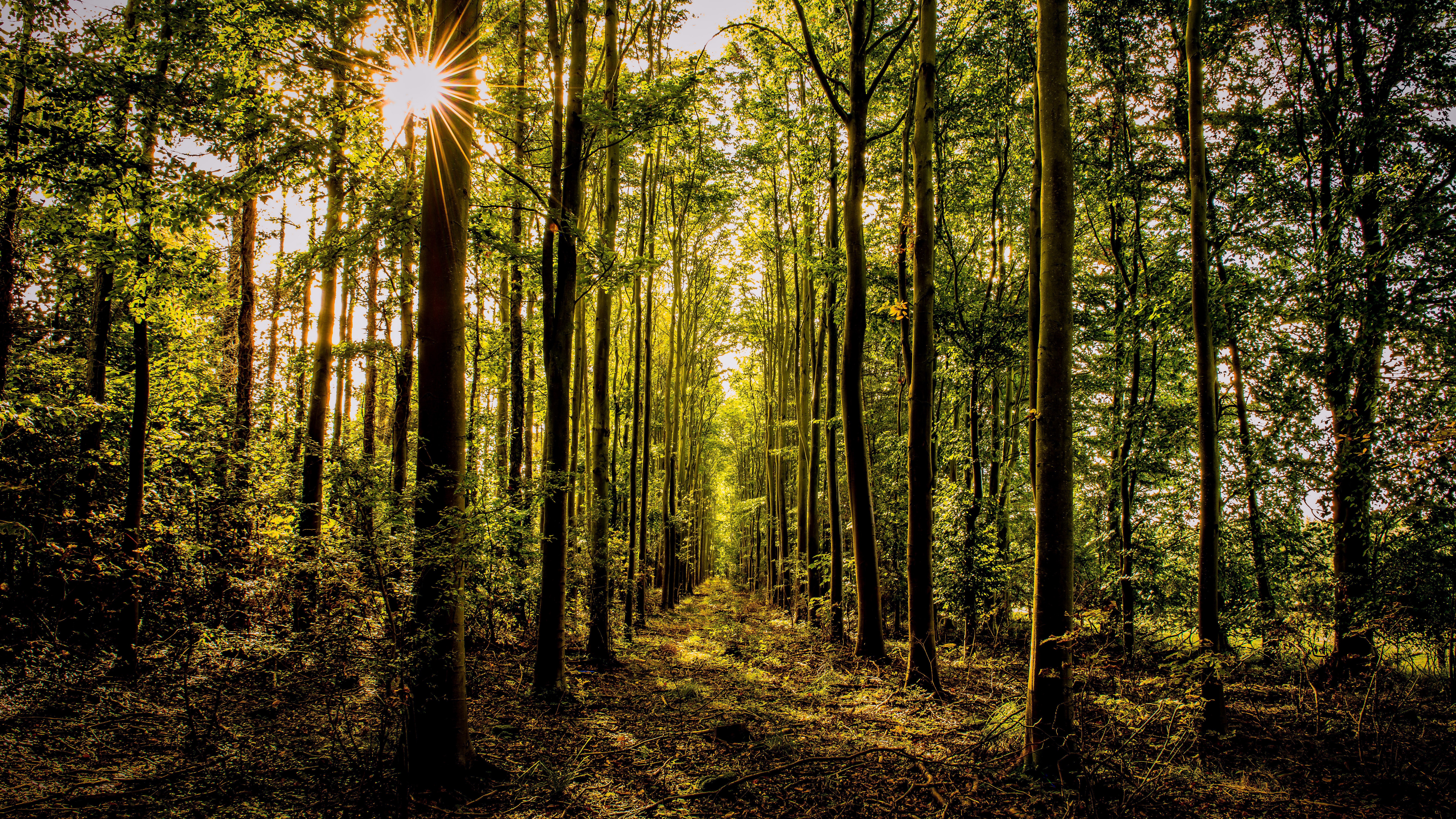 Sunlight filtering through a dense forest path HD Wallpaper