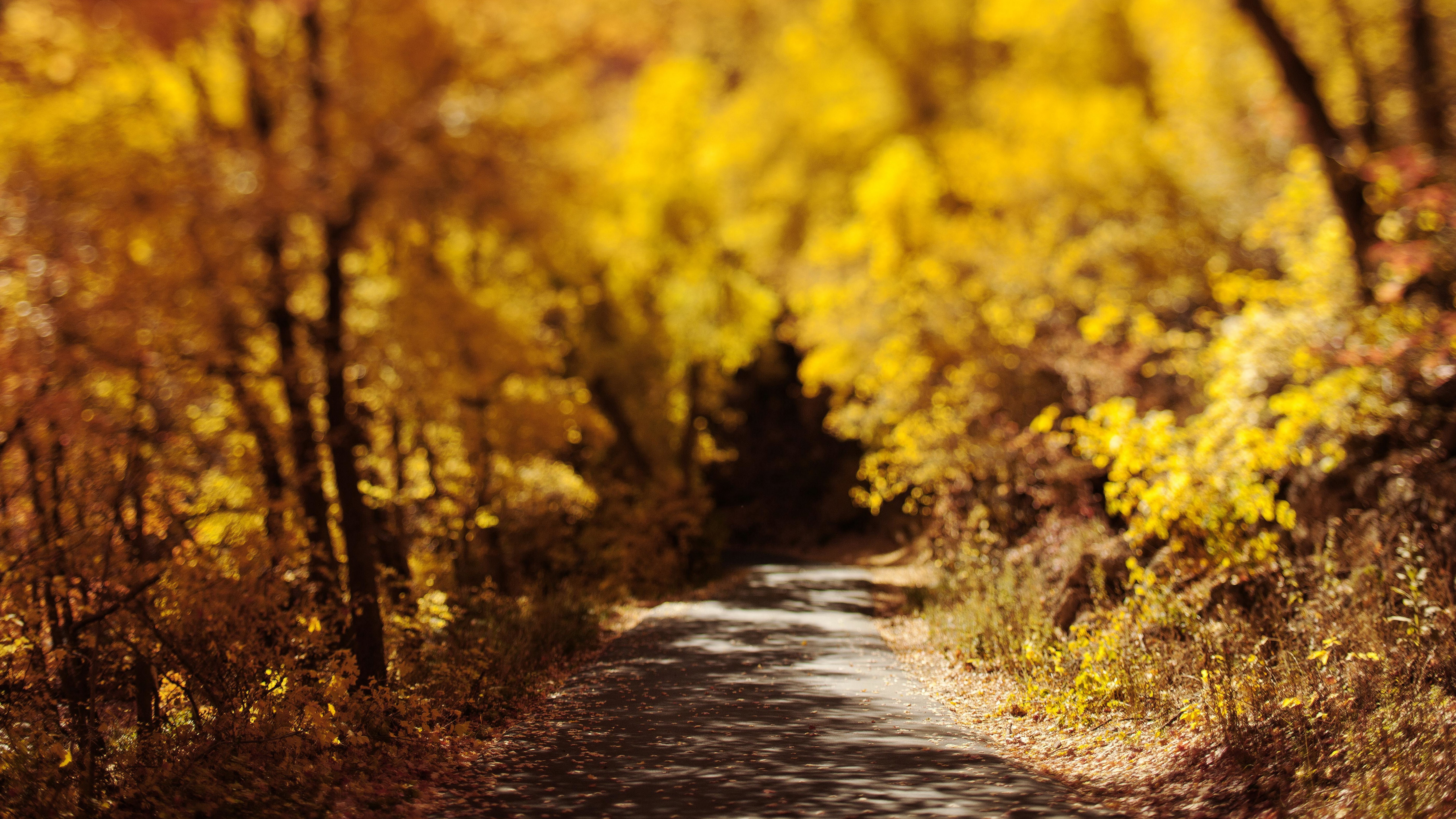 A winding road through a forest in autumn HD Wallpaper