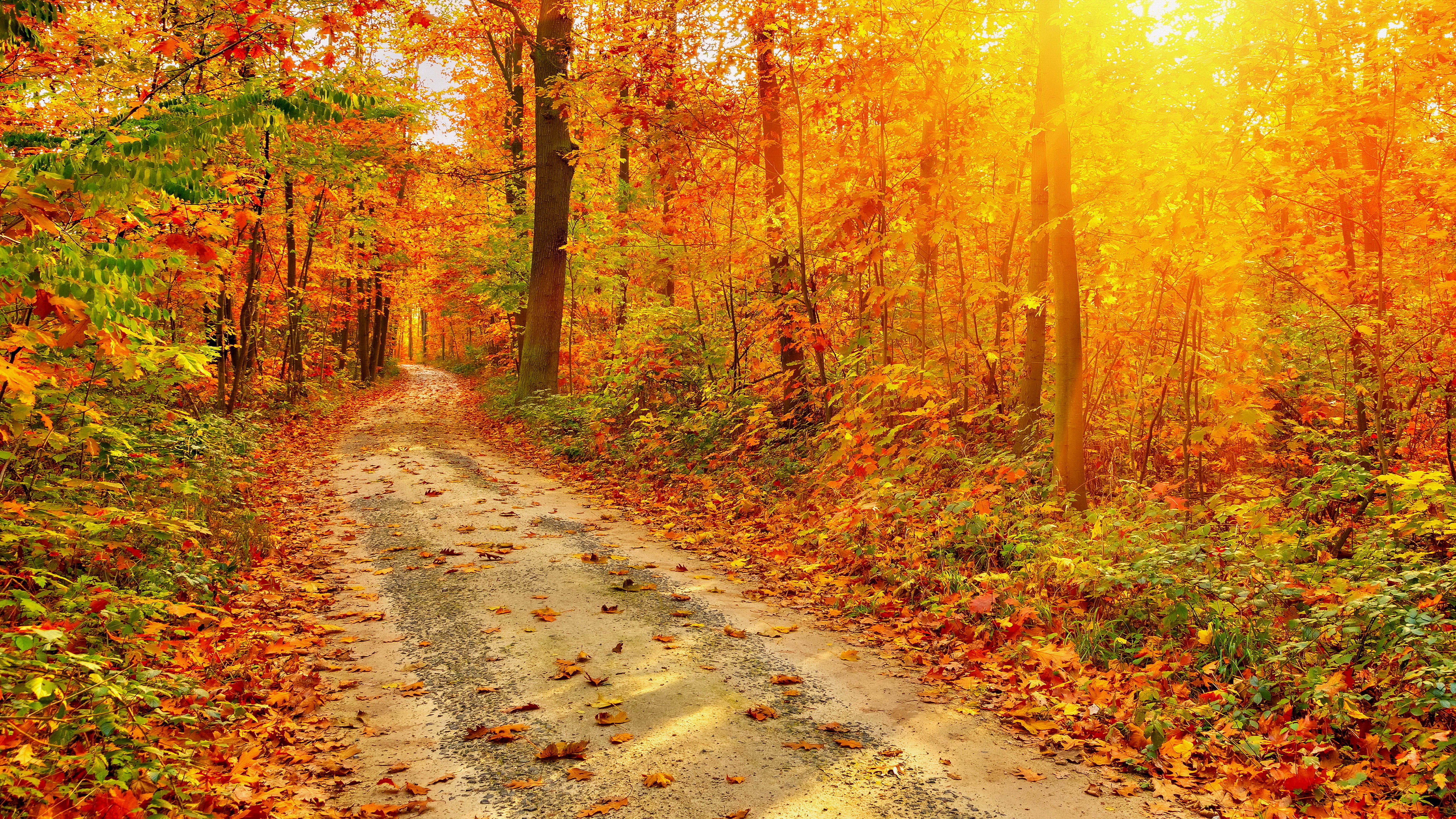 Autumn forest path with sunlit trees HD Wallpaper
