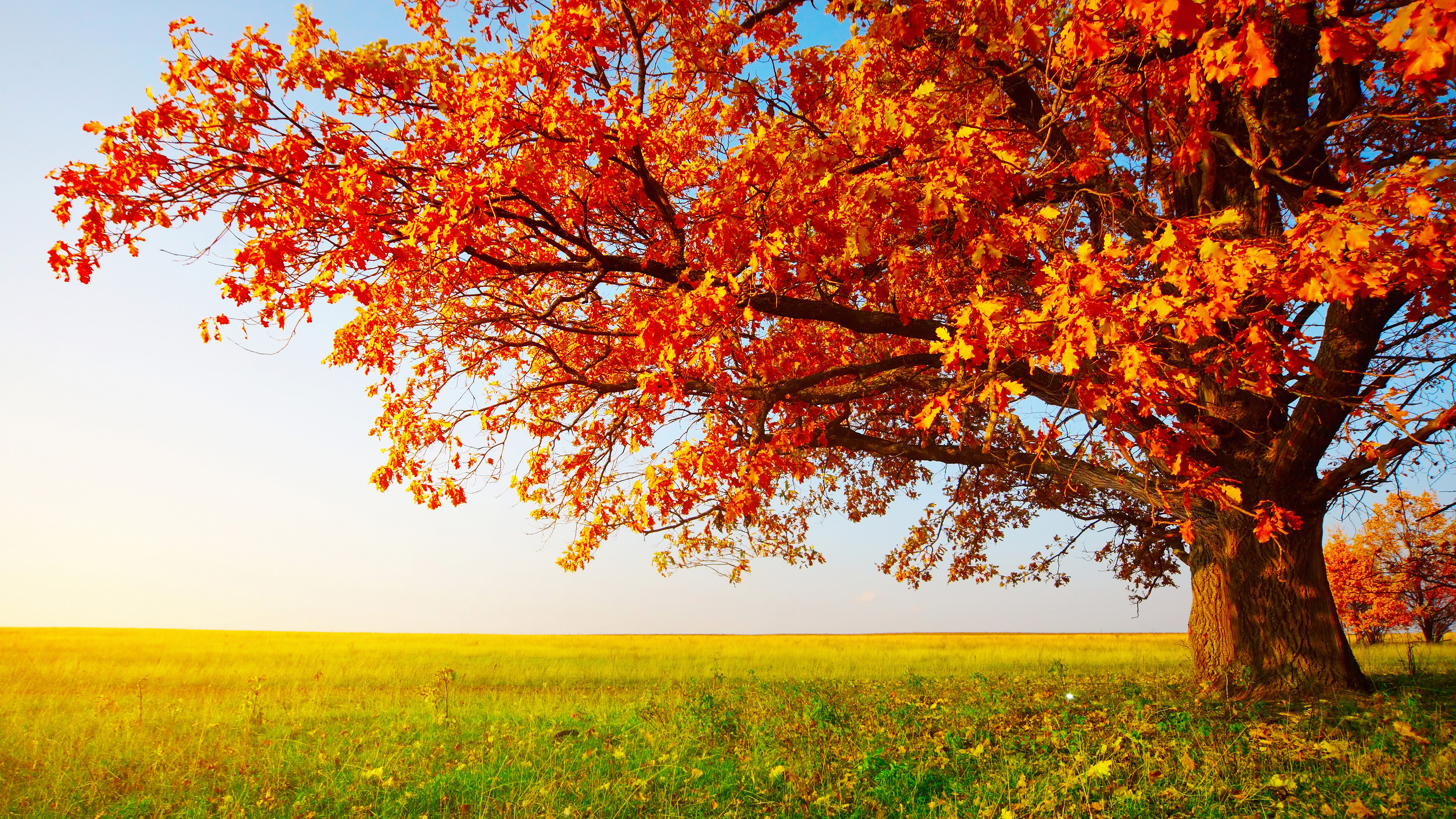 Autumn tree with orange leaves in a field HD Wallpaper