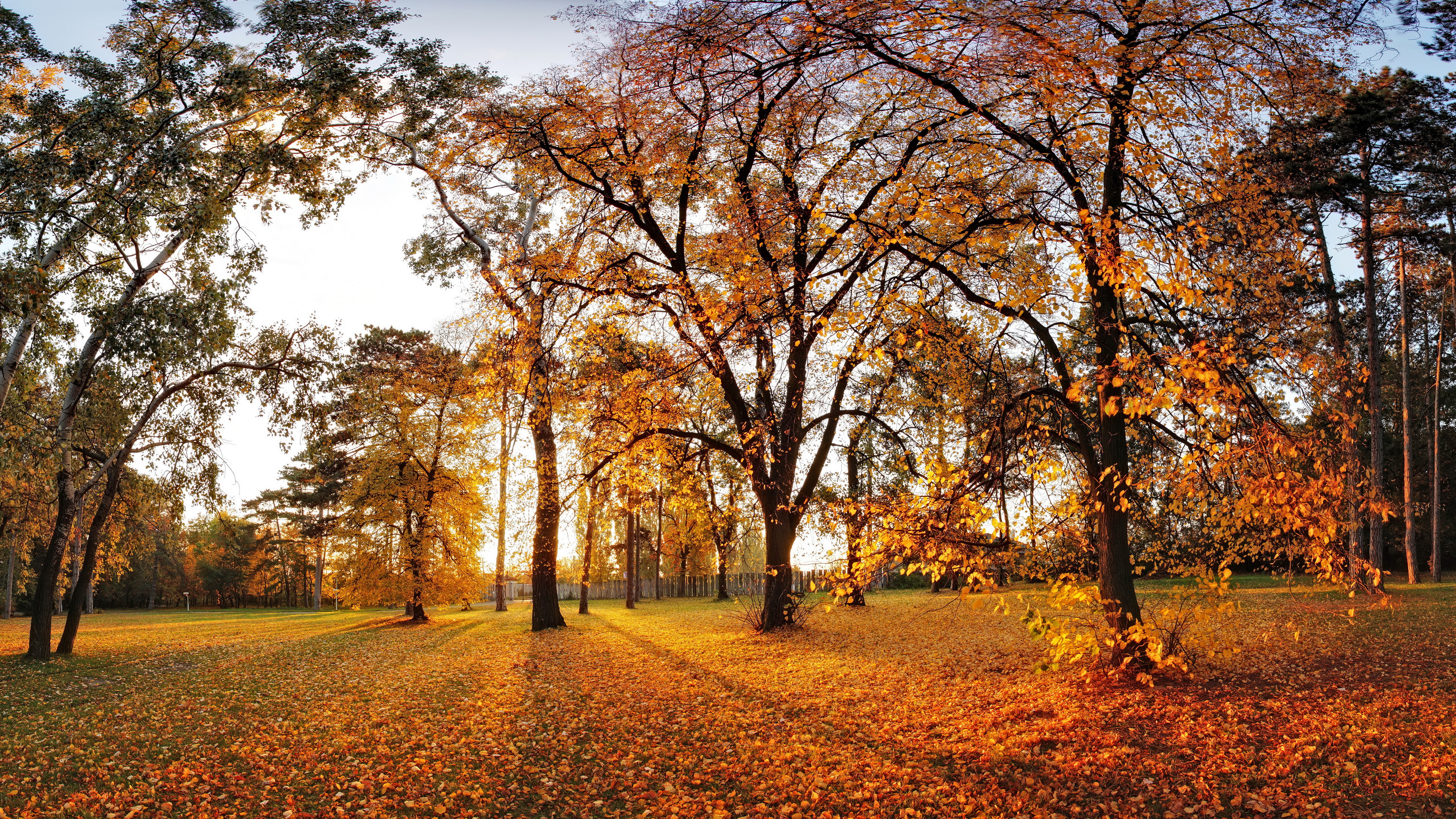 Autumn park with trees and fallen leaves HD Wallpaper