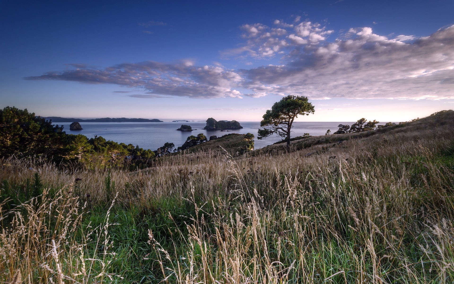 Coastal landscape with islands and a lone tree HD Wallpaper