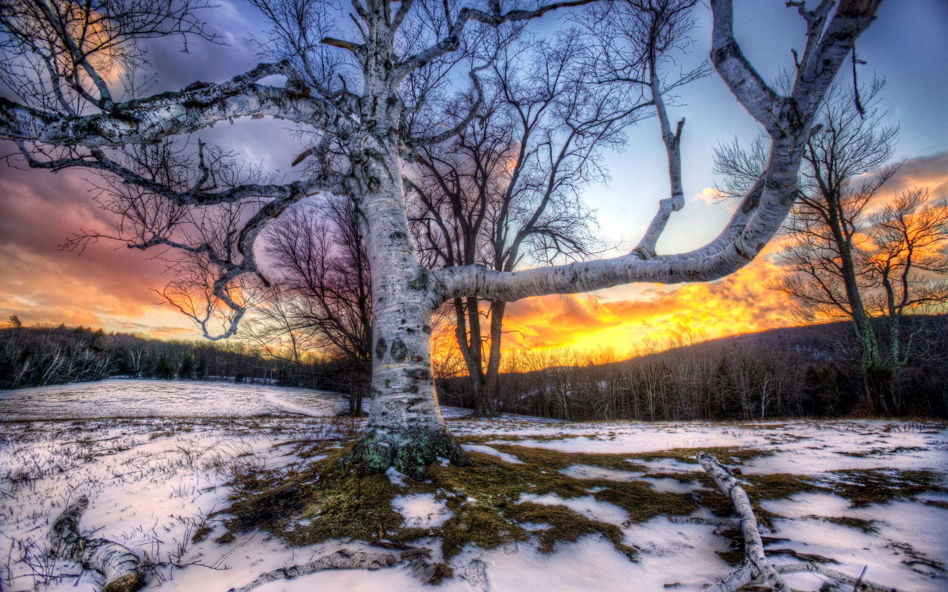 Bare tree in snowy field at sunset HD Wallpaper