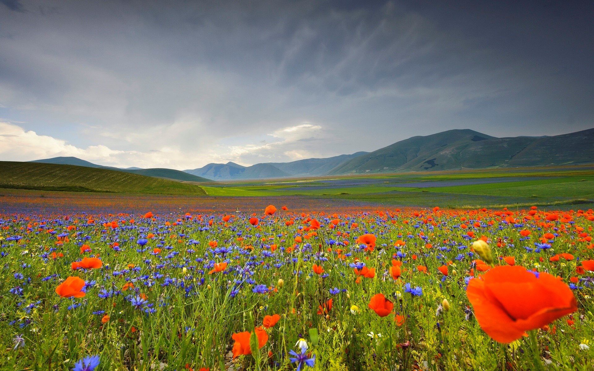 Field of poppies and cornflowers with mountains under cloudy sky HD Wallpaper