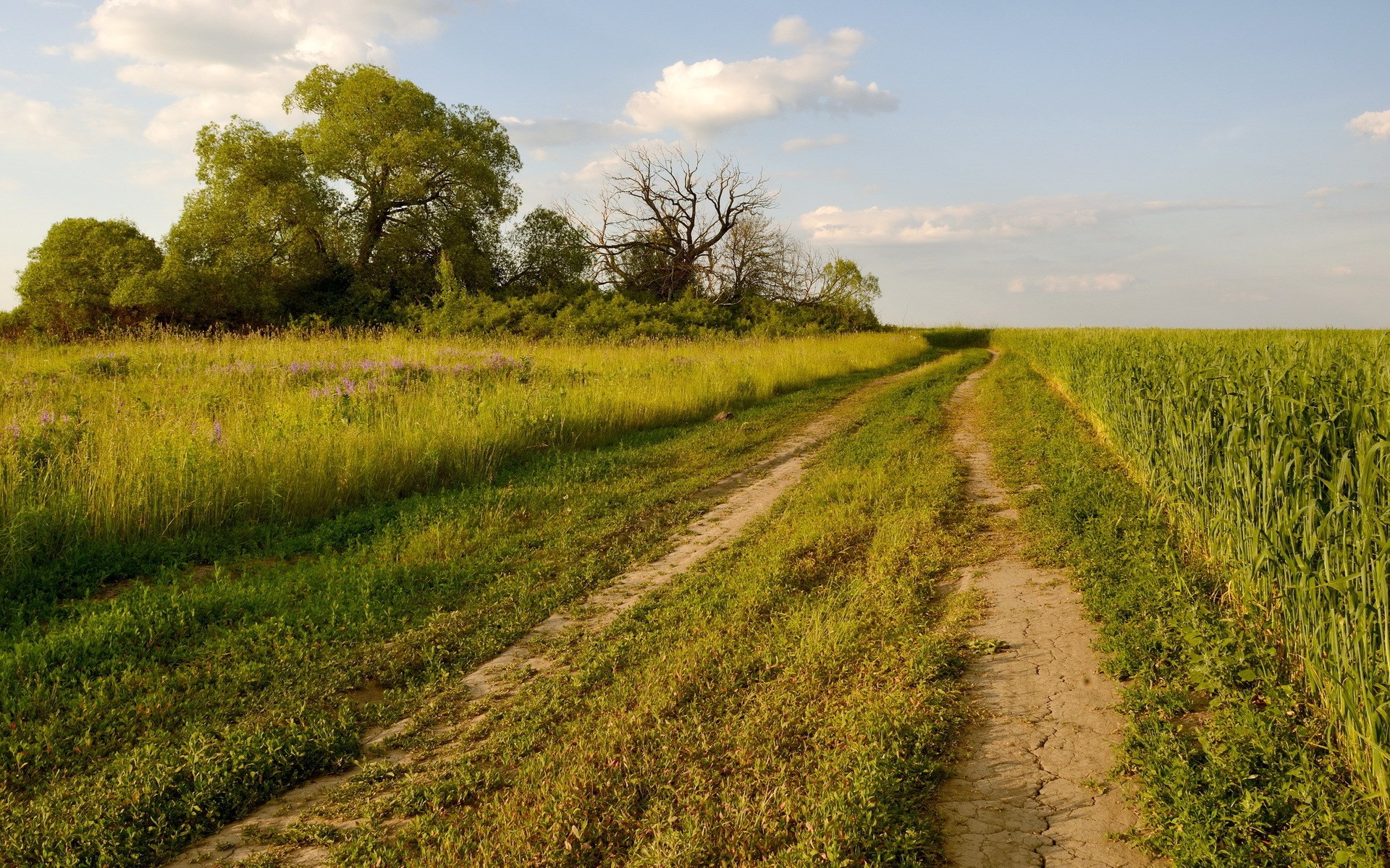 Dirt road through a field with trees and sky HD Wallpaper