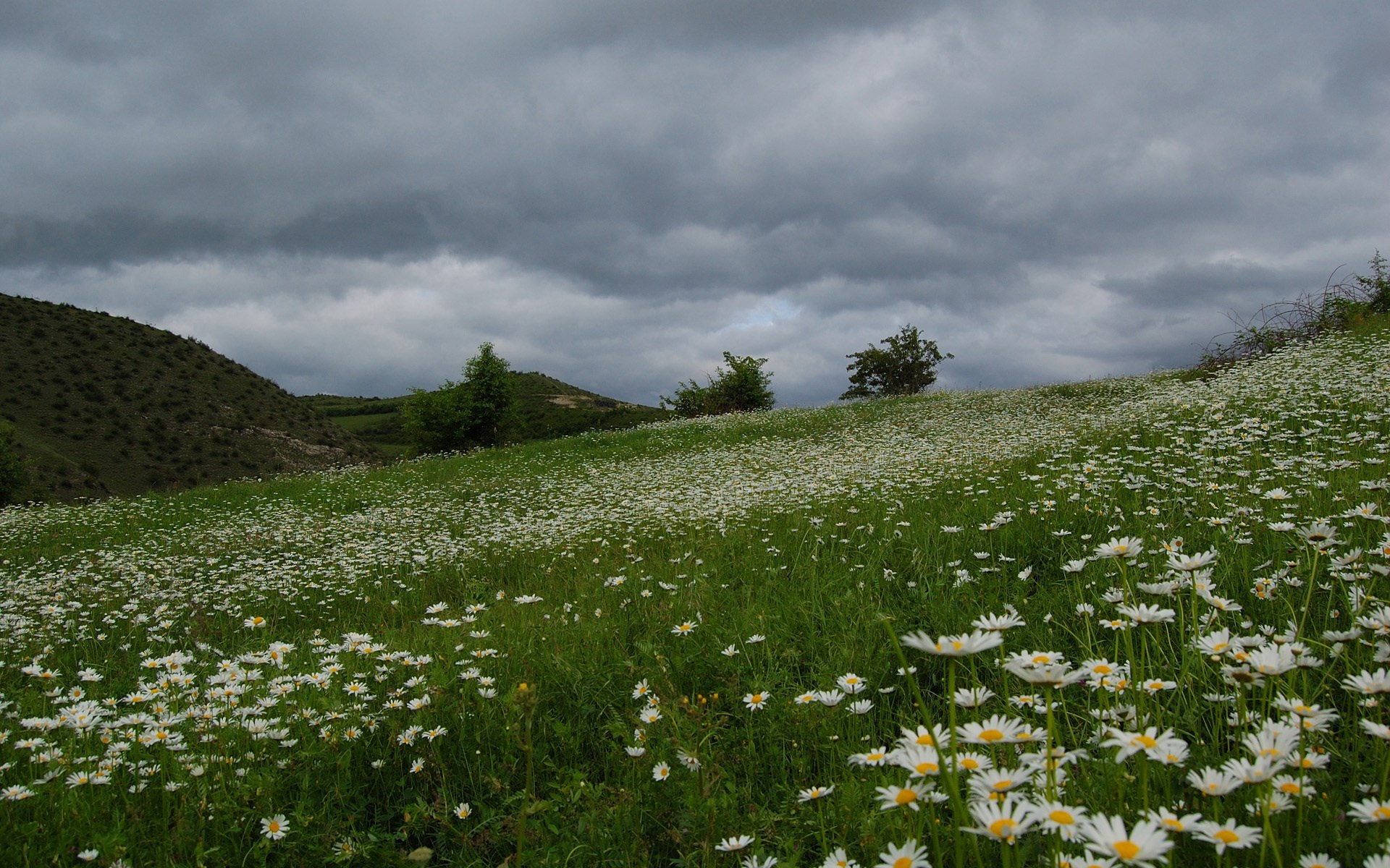 Field of daisies under a cloudy sky HD Wallpaper