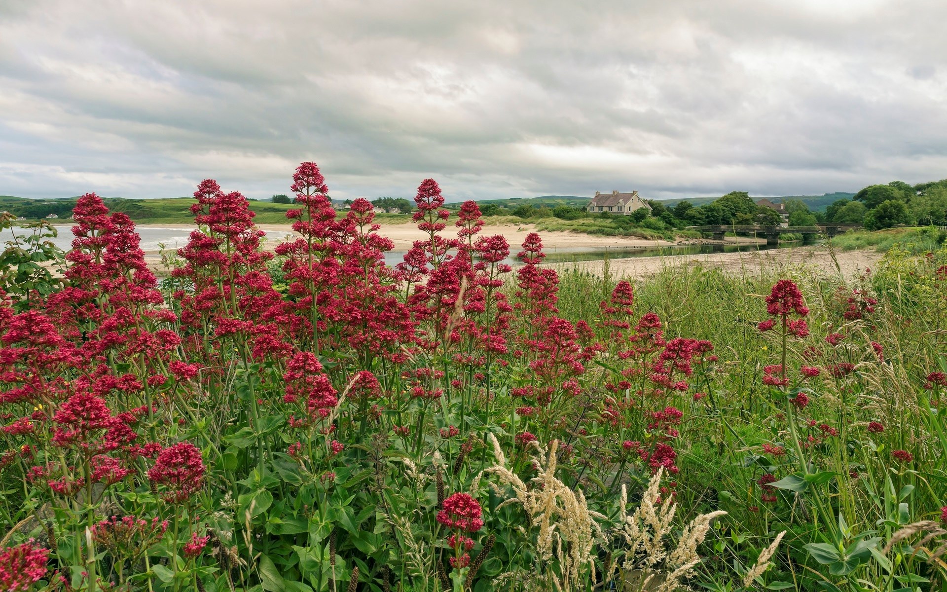 Red flowers by a river with houses and a bridge HD Wallpaper