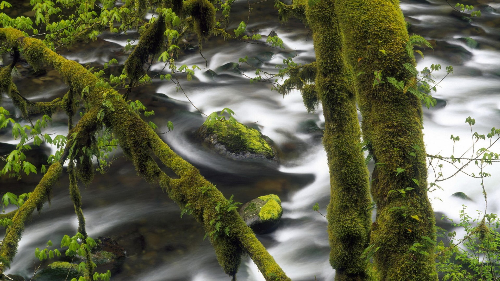 Moss-covered trees and a flowing river HD Wallpaper