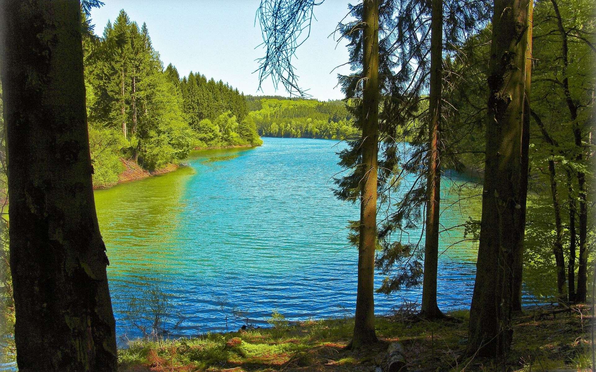 Forest lake with trees in the foreground HD Wallpaper