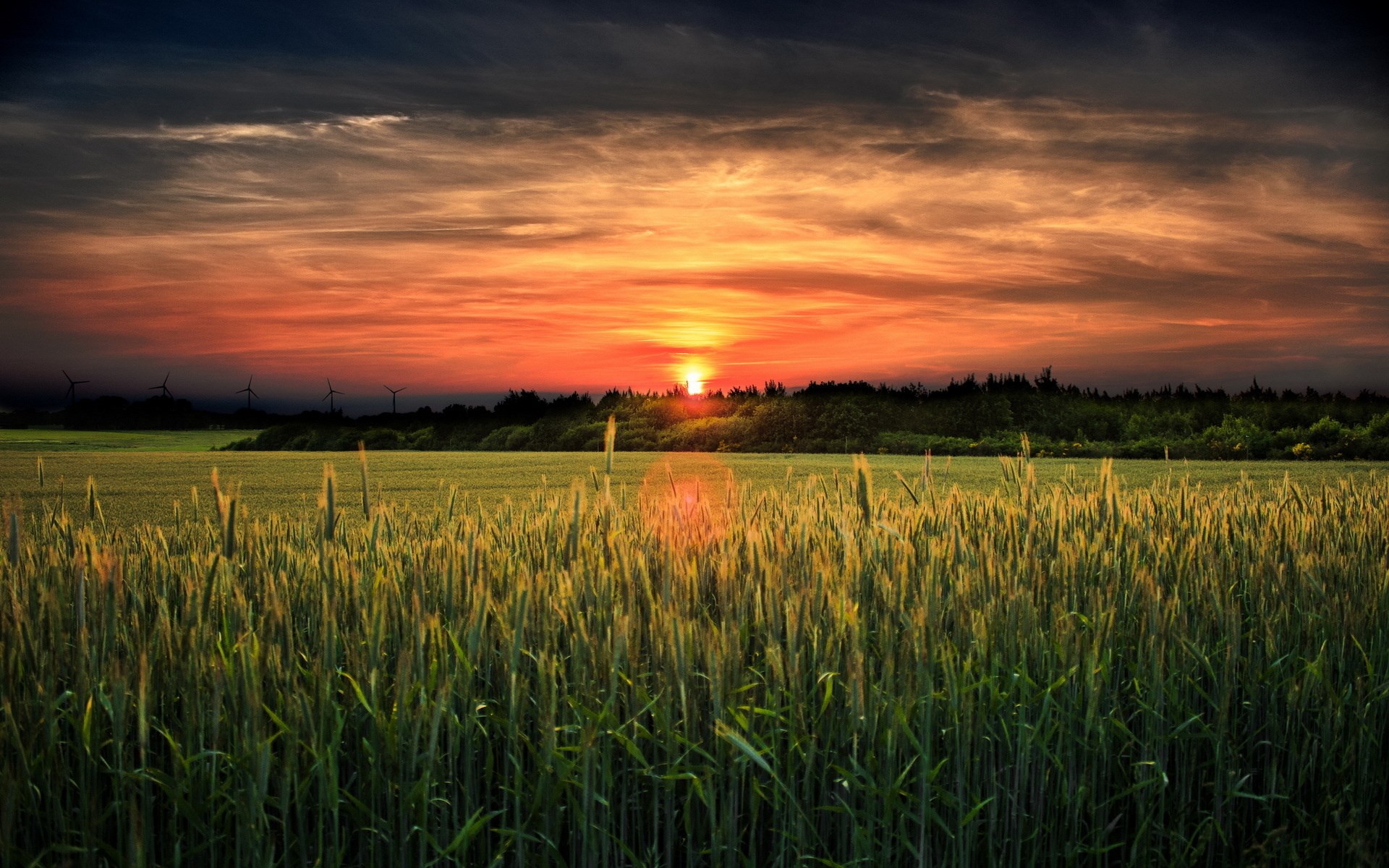 Sunset over a wheat field with wind turbines HD Wallpaper