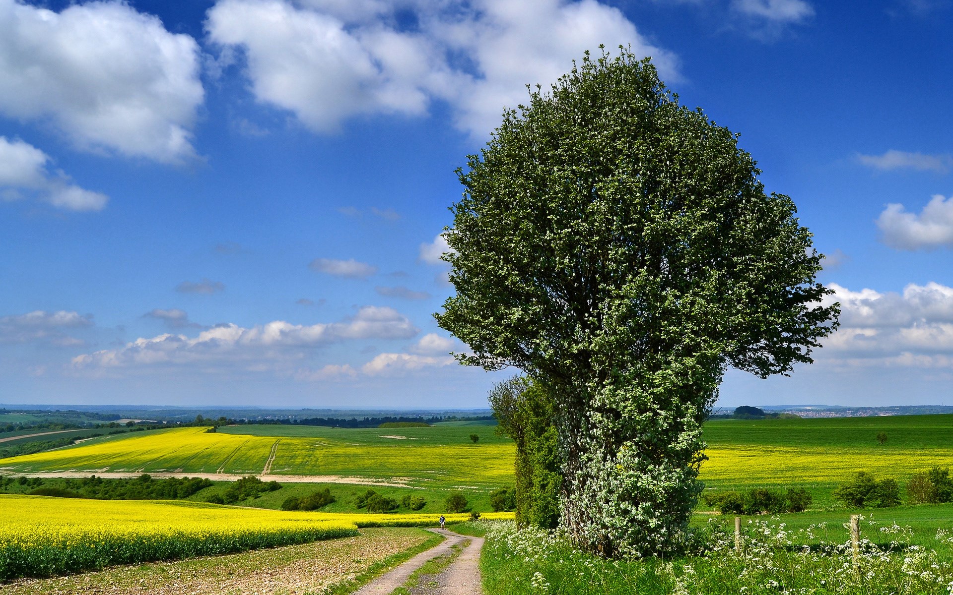 Tree in a field with a dirt path HD Wallpaper