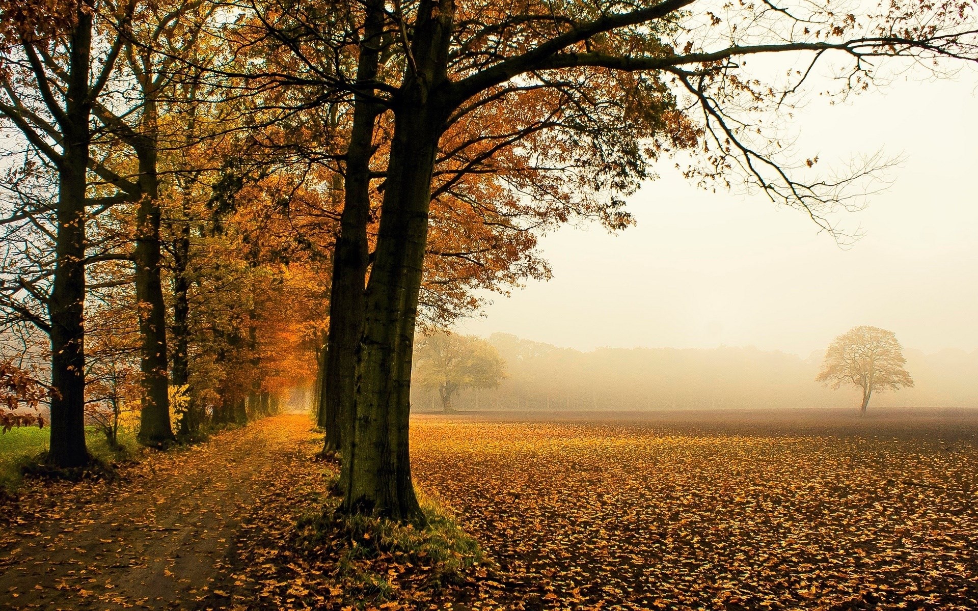 Autumn path lined with trees and fallen leaves HD Wallpaper