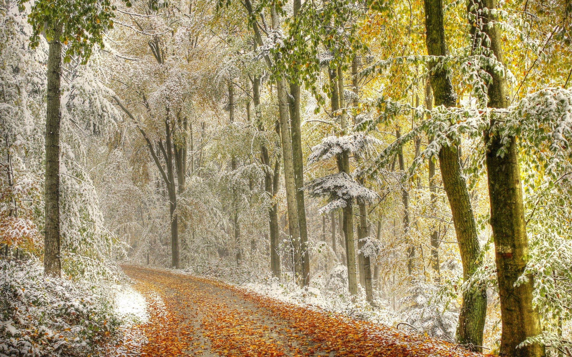 Autumn forest path with first snow HD Wallpaper