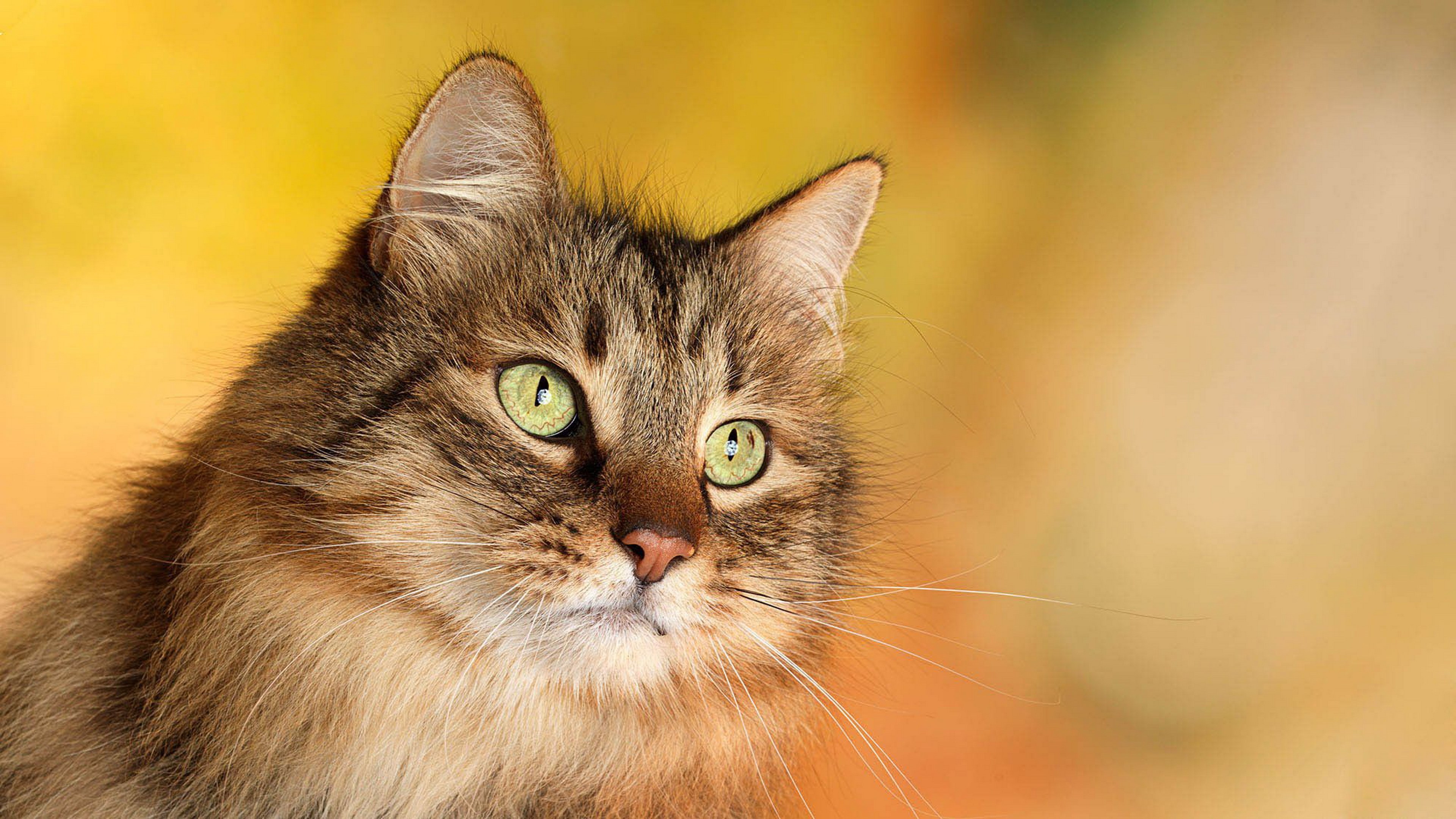Close-up of a tabby cat with green eyes HD Wallpaper
