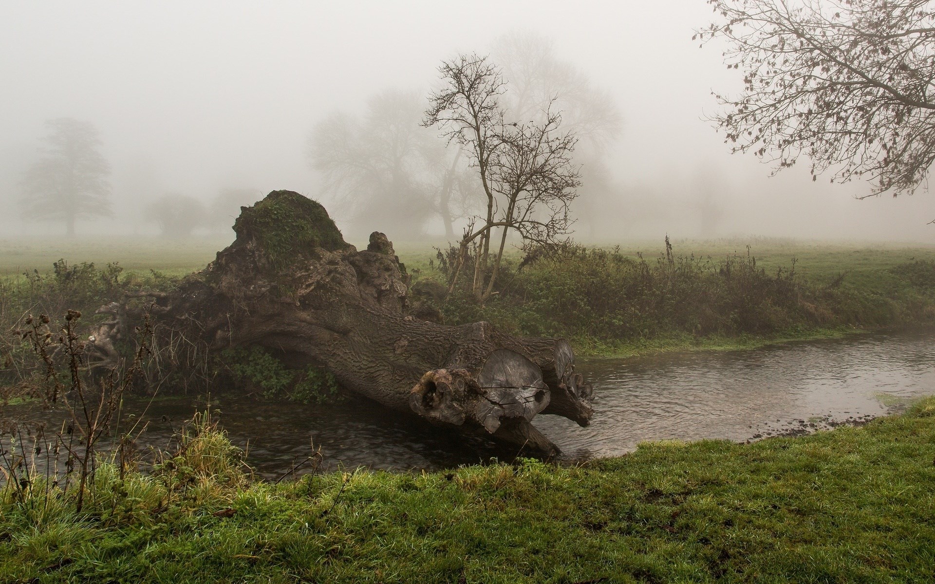 Fallen tree by a stream in foggy landscape HD Wallpaper