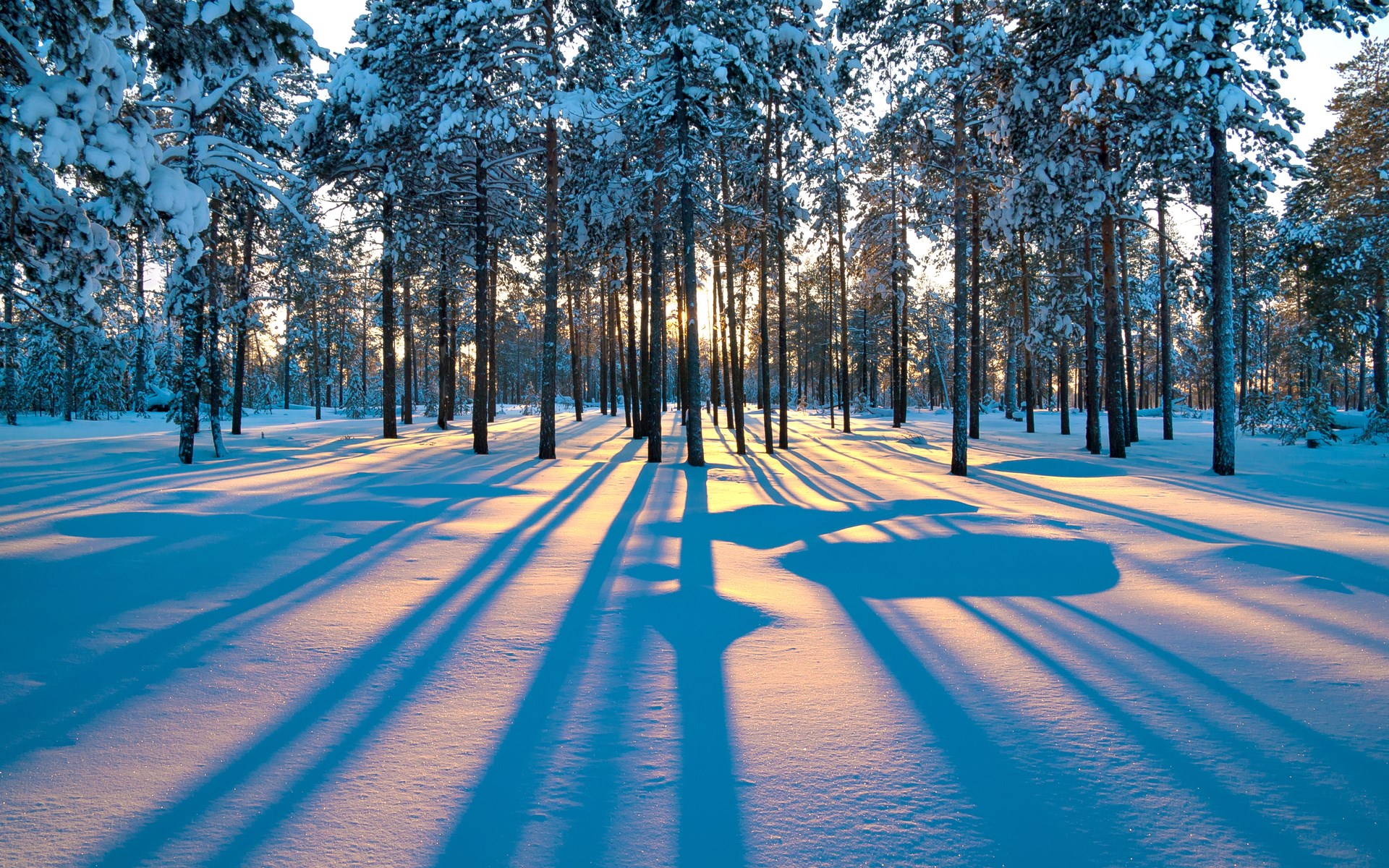Snowy forest with long shadows at sunset HD Wallpaper