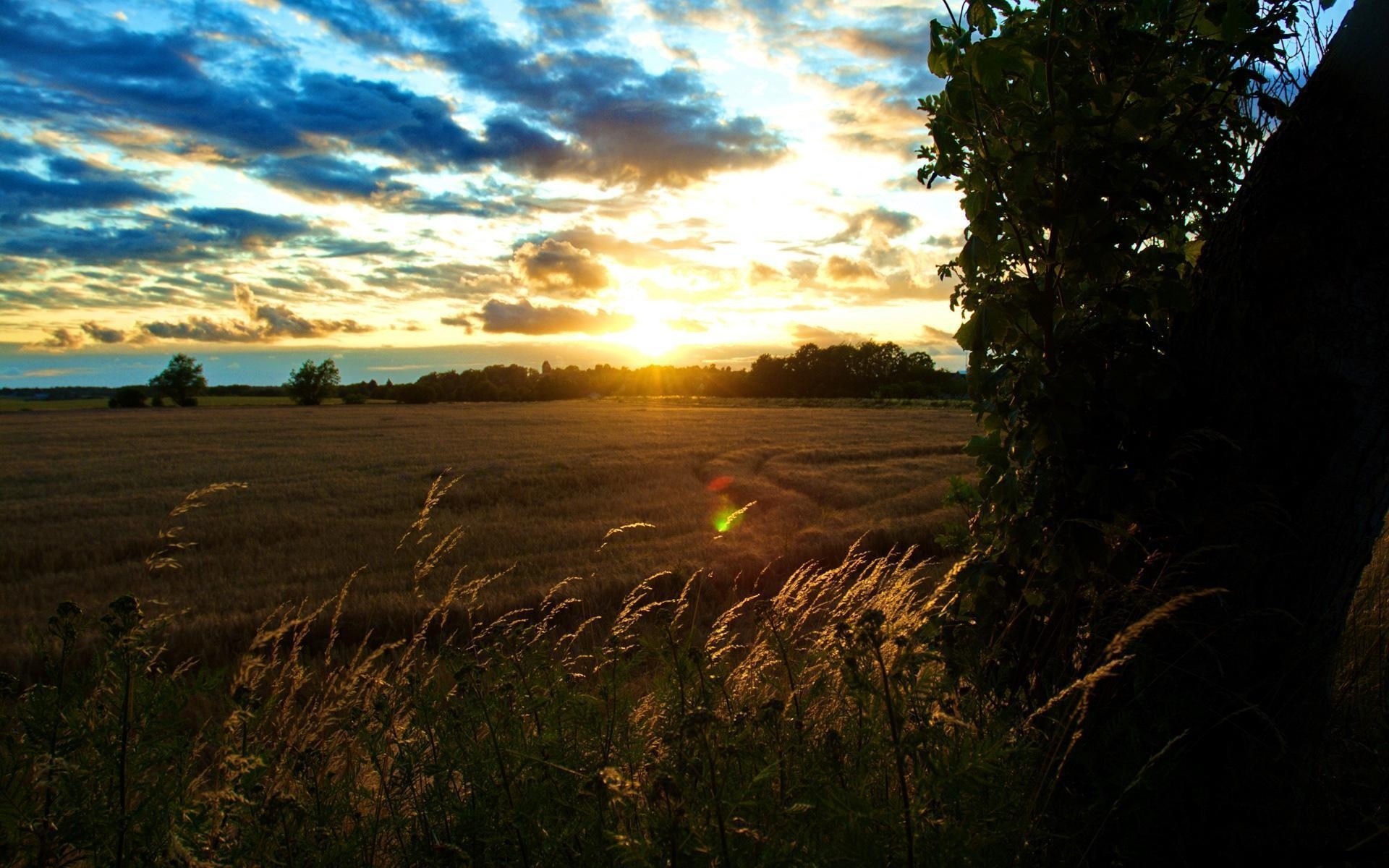 Sunset over a field with tall grass in the foreground HD Wallpaper