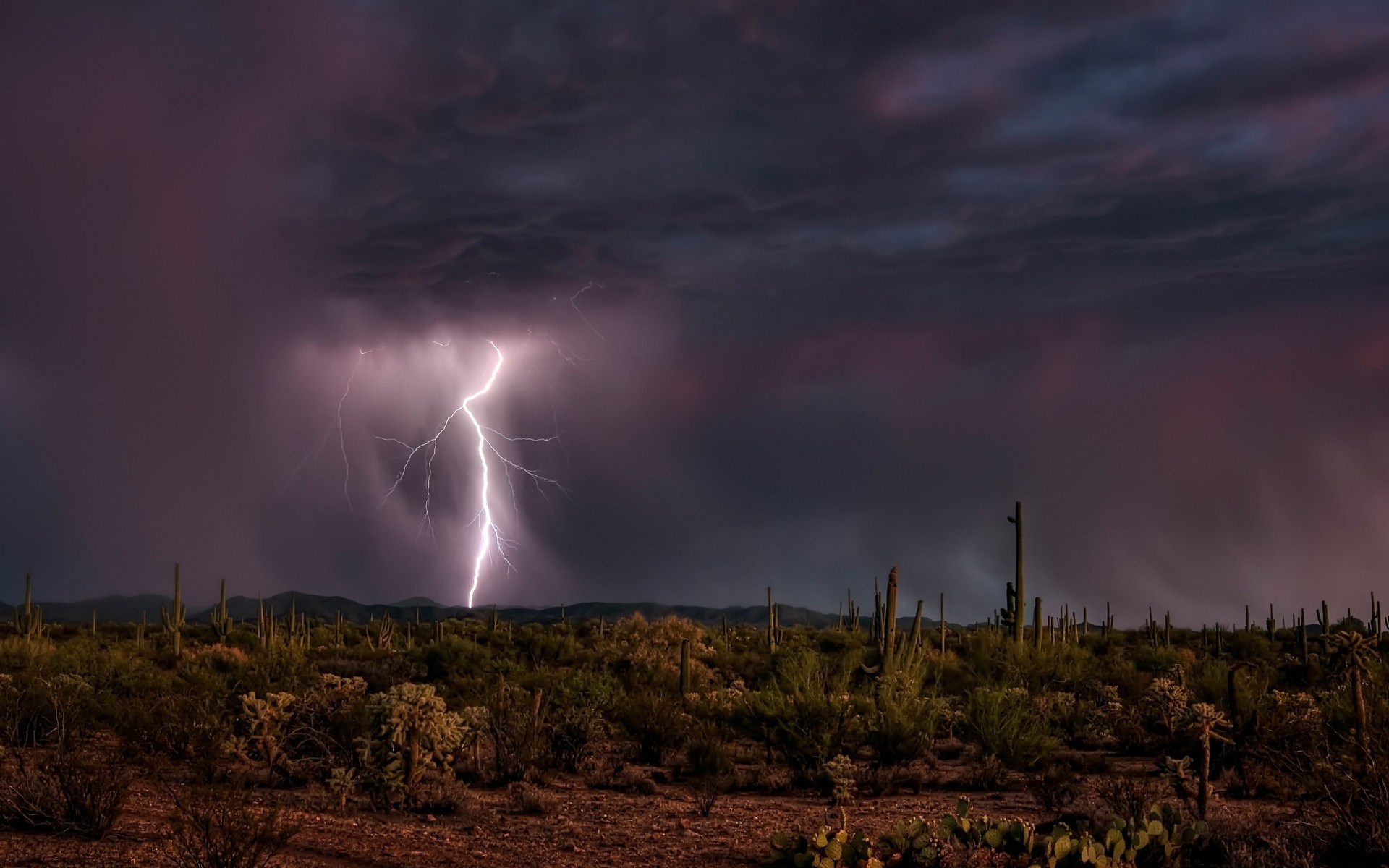 Lightning strike over desert landscape with saguaro cacti HD Wallpaper