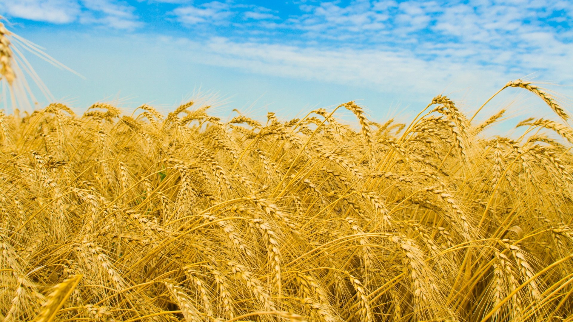 Field of golden wheat under a blue sky HD Wallpaper