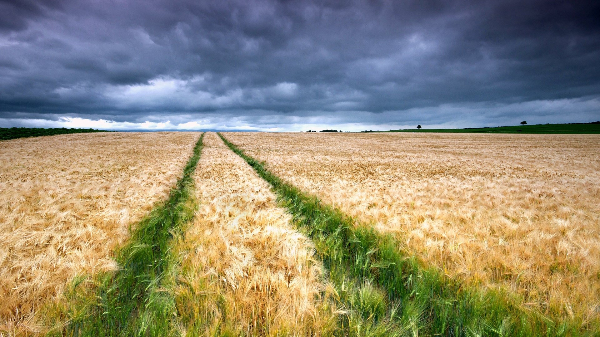Wheat field with tire tracks under stormy sky HD Wallpaper