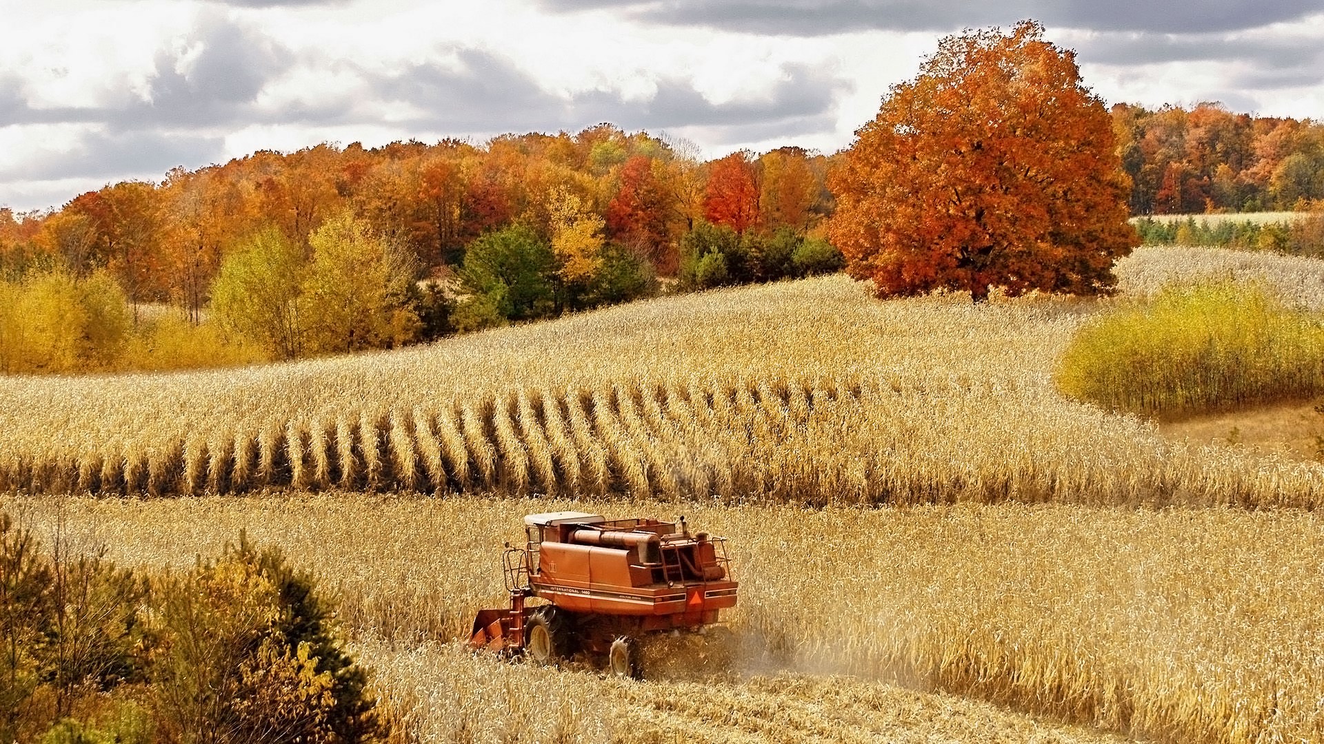 Combine harvester in a cornfield during autumn HD Wallpaper